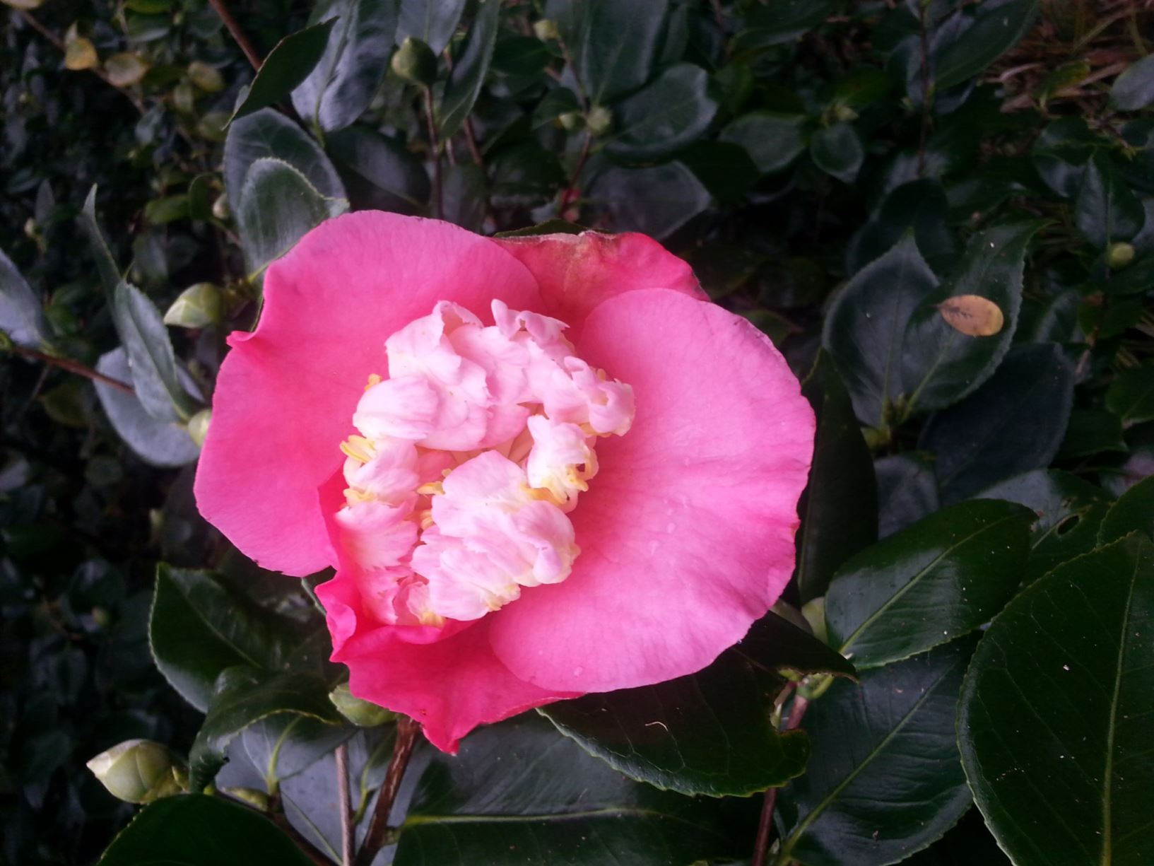 Camellia japonica 'Daitairin'