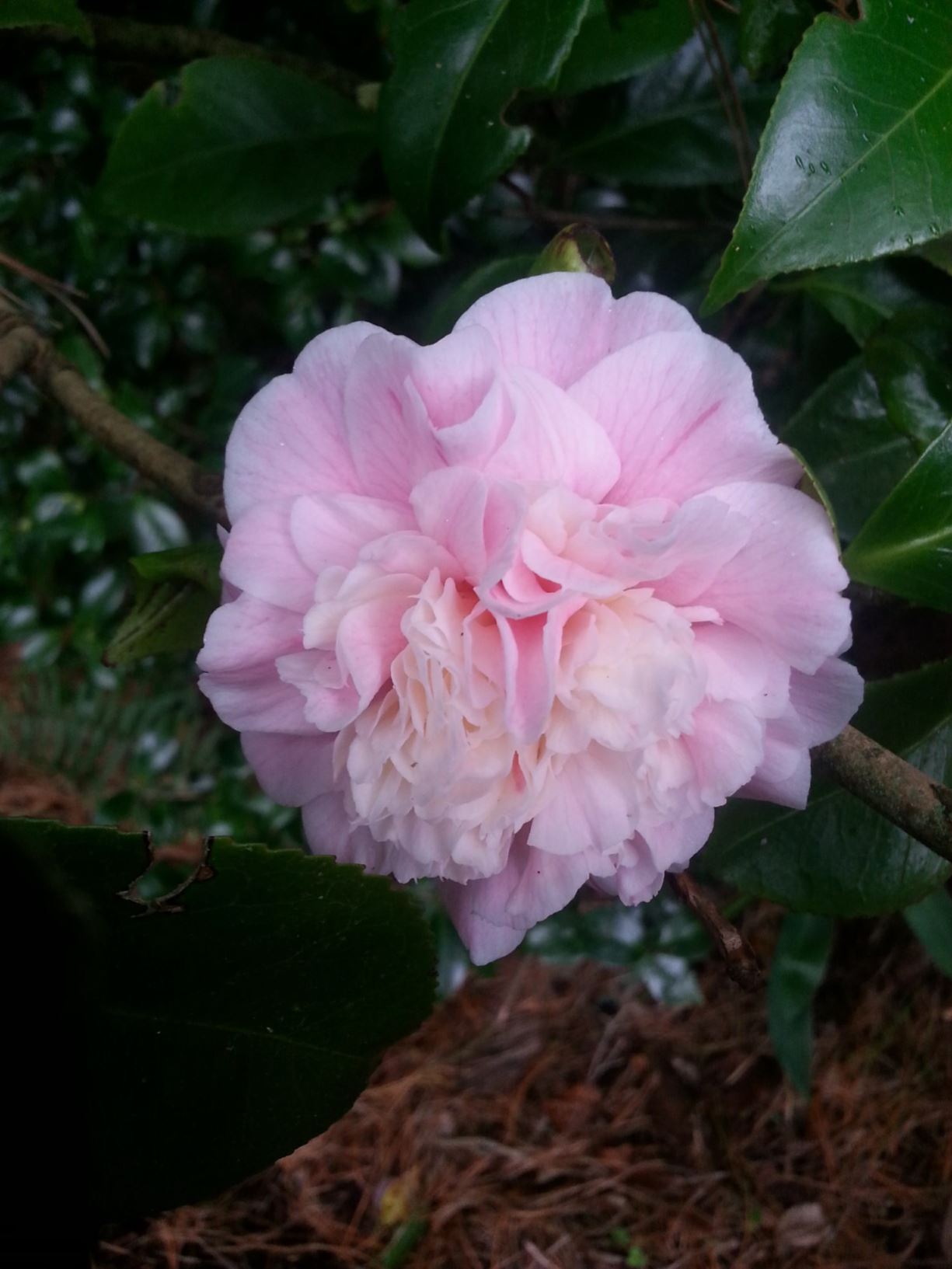 Camellia japonica 'Lady Loch'