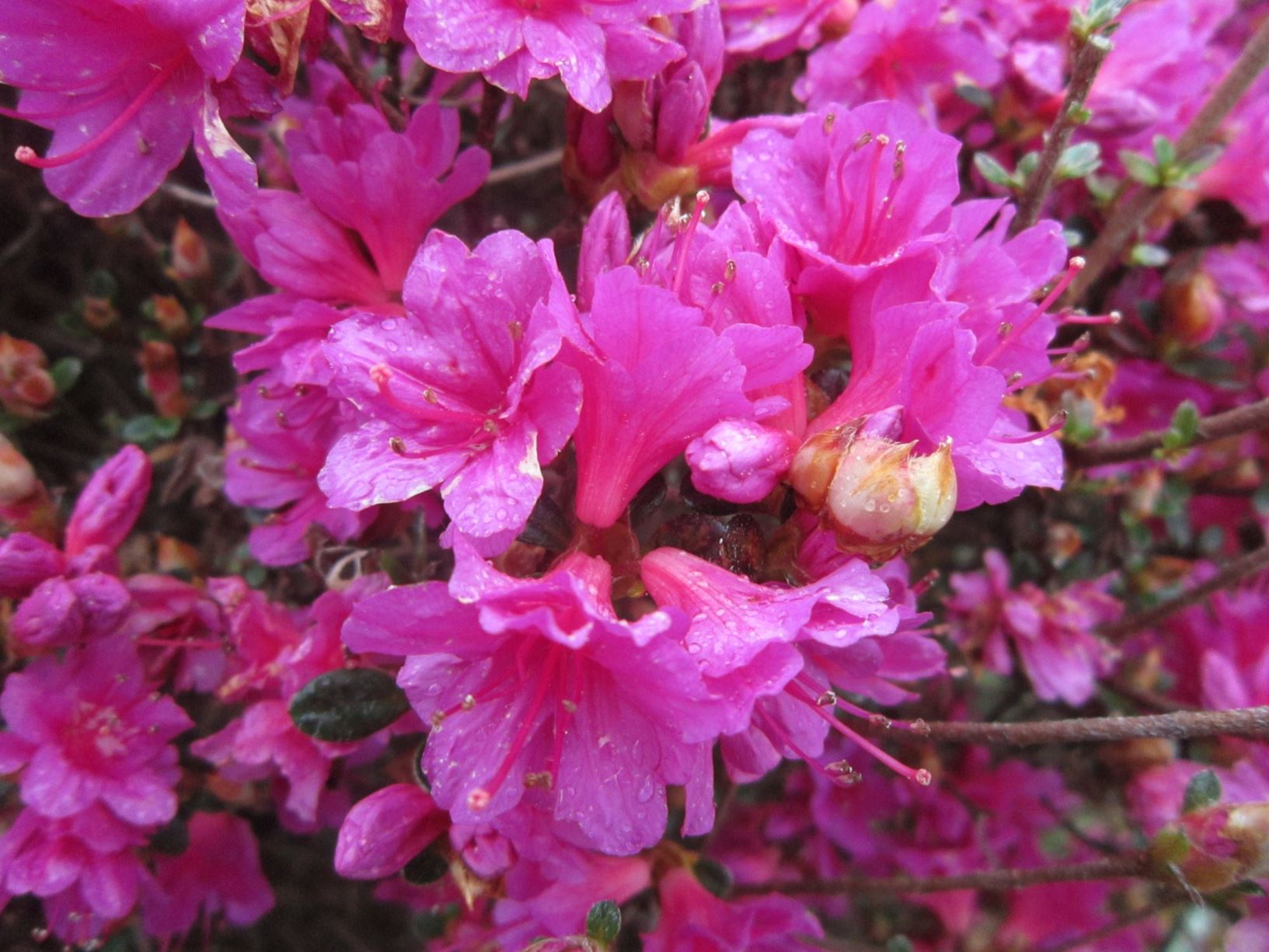 Rhododendron 'Amoena Coccinea' (Azalea)