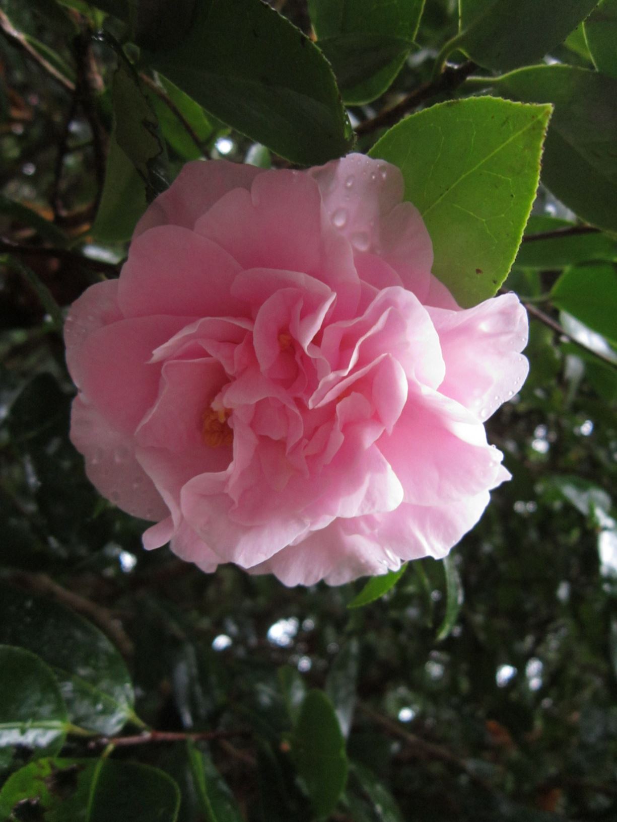 Camellia 'Dresden China'