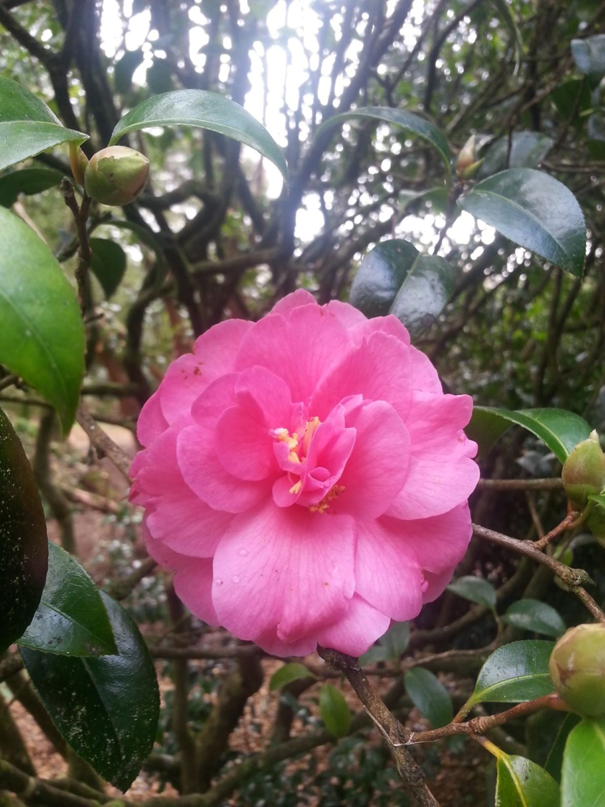 Camellia 'Brian'