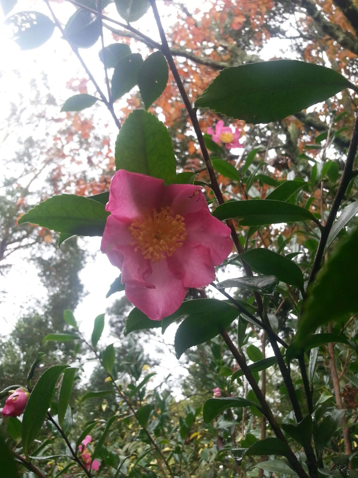 Camellia sasanqua 'Autumn Beauty'