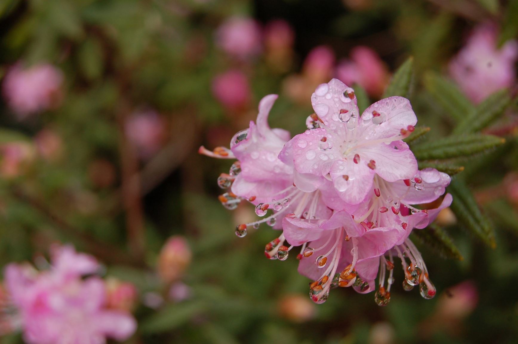 Rhododendron scabrifolium var. spiciferum