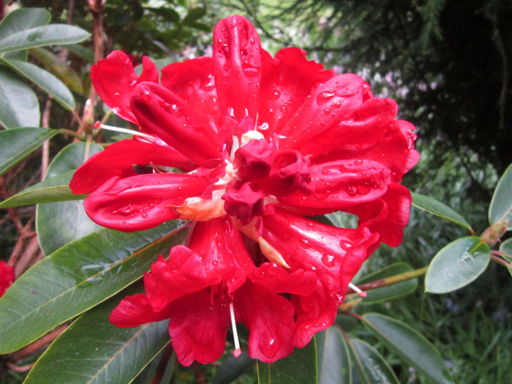 Rhododendron 'Barclayi'