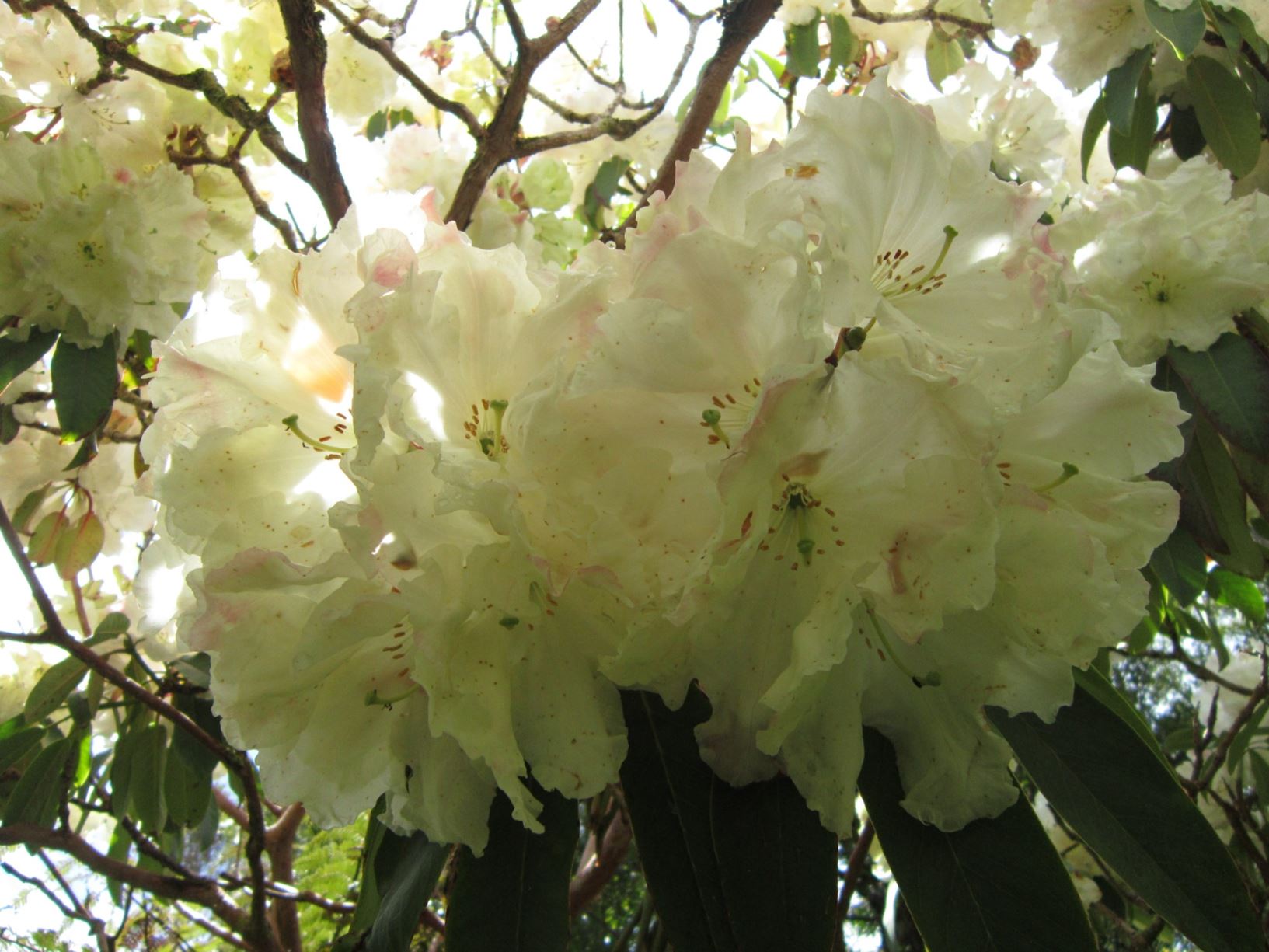 Rhododendron 'Ilam Cream'