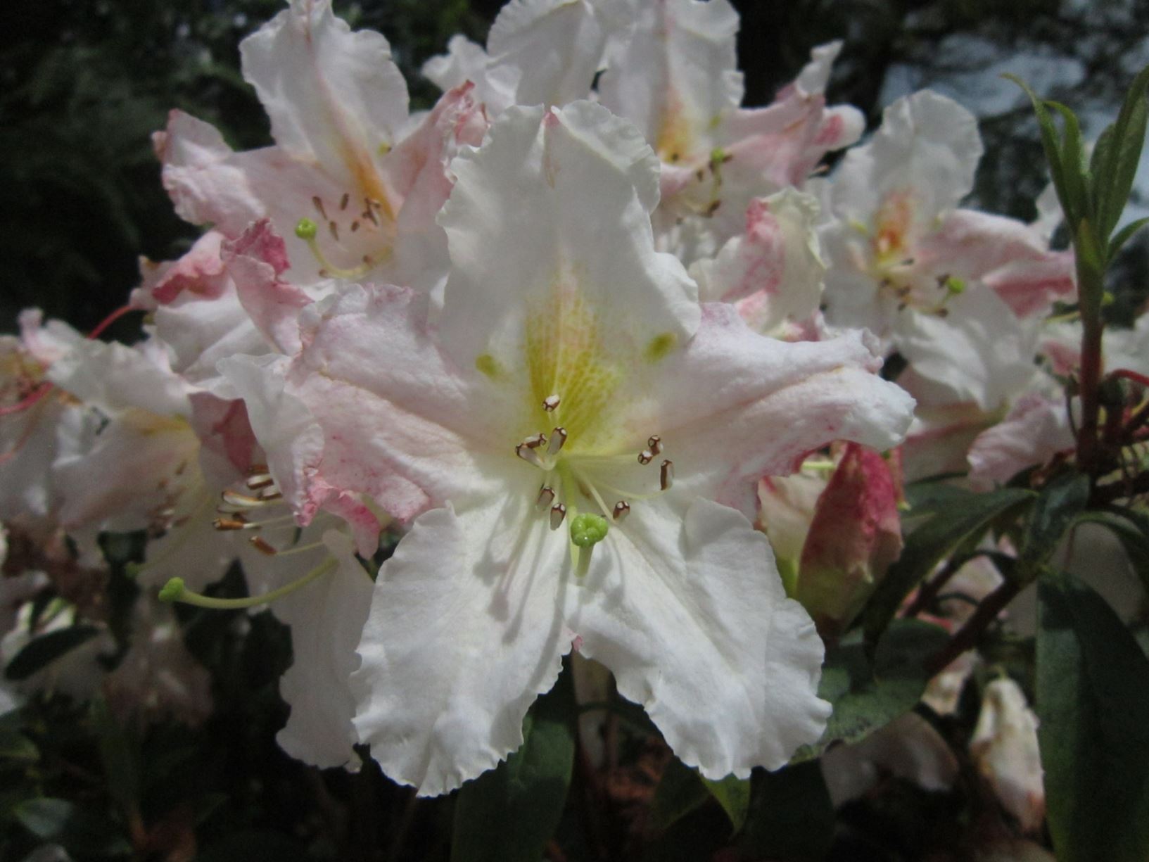Rhododendron formosum ×