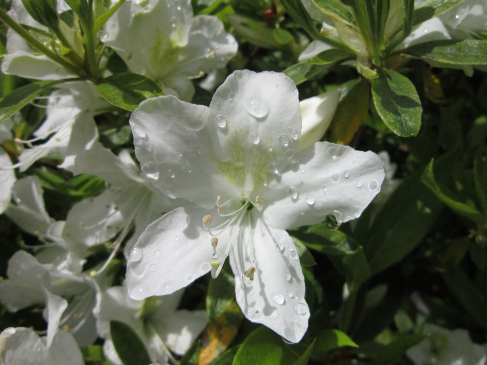 Rhododendron 'Fielder's White' (Azalea)