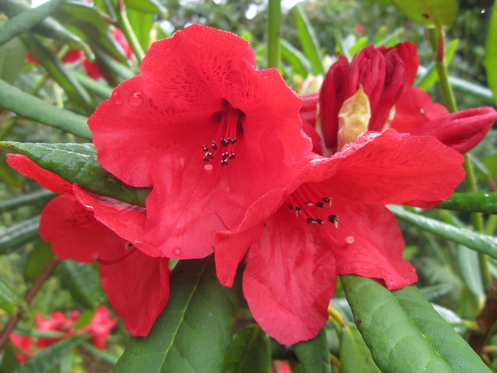 Rhododendron 'F.C. Puddle'