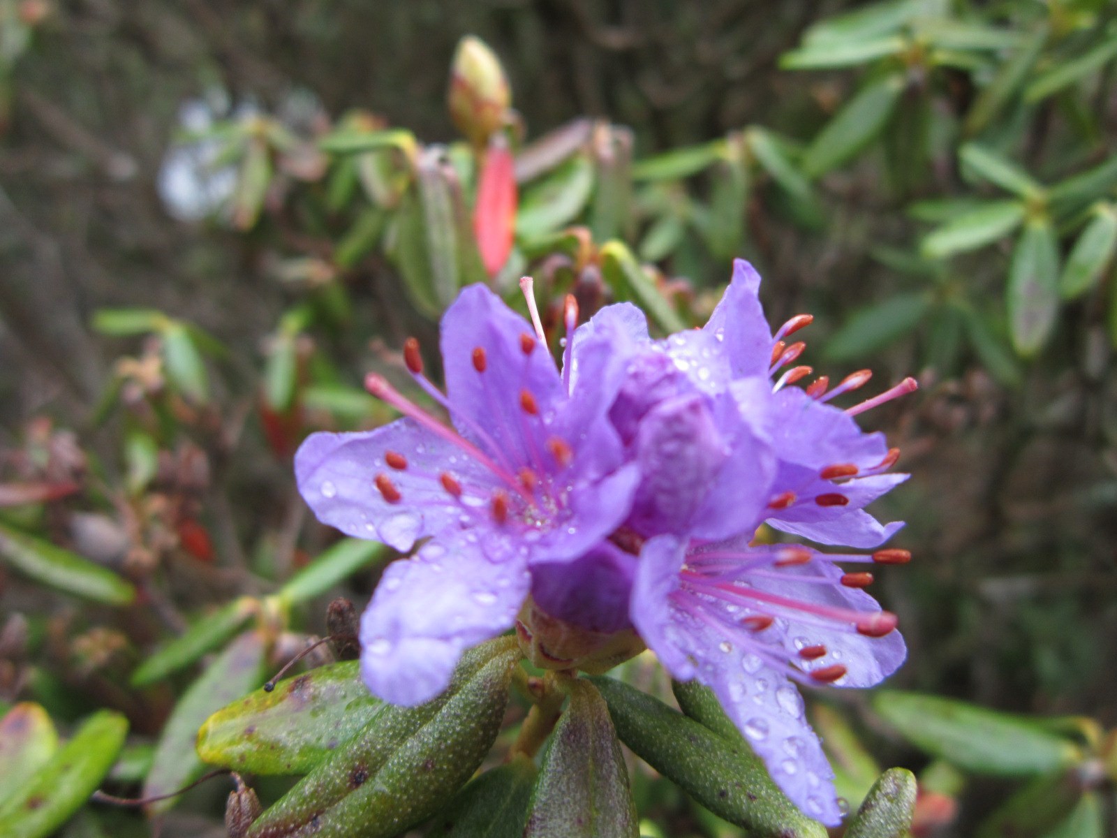 Rhododendron hippophaeoides