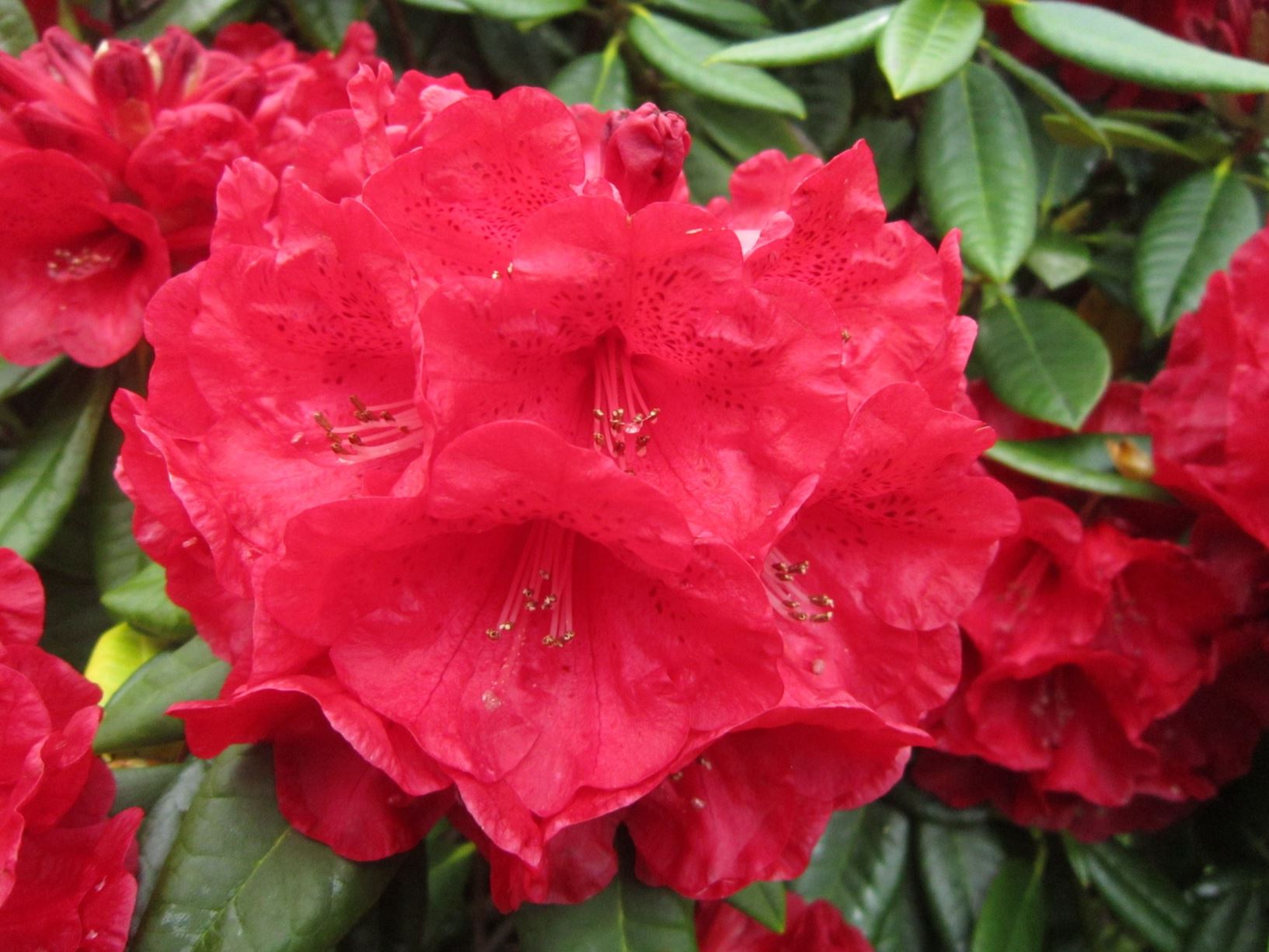 Rhododendron 'Rubicon' | Hollard Gardens