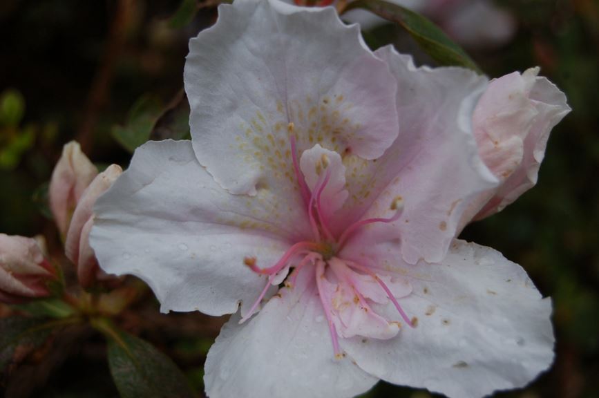 Rhododendron 'James Belton' (Azalea)