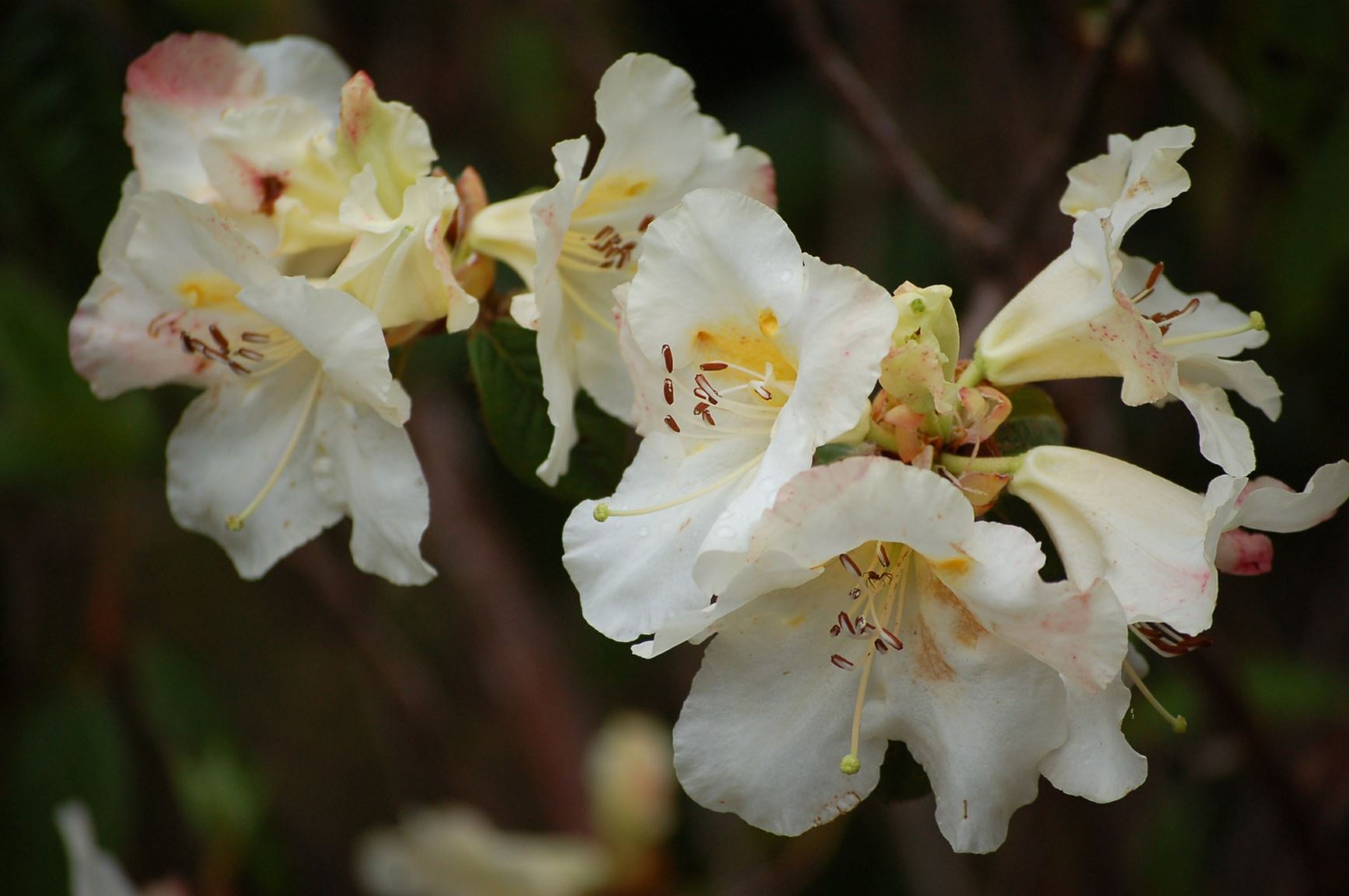 Rhododendron 'Super Jay'