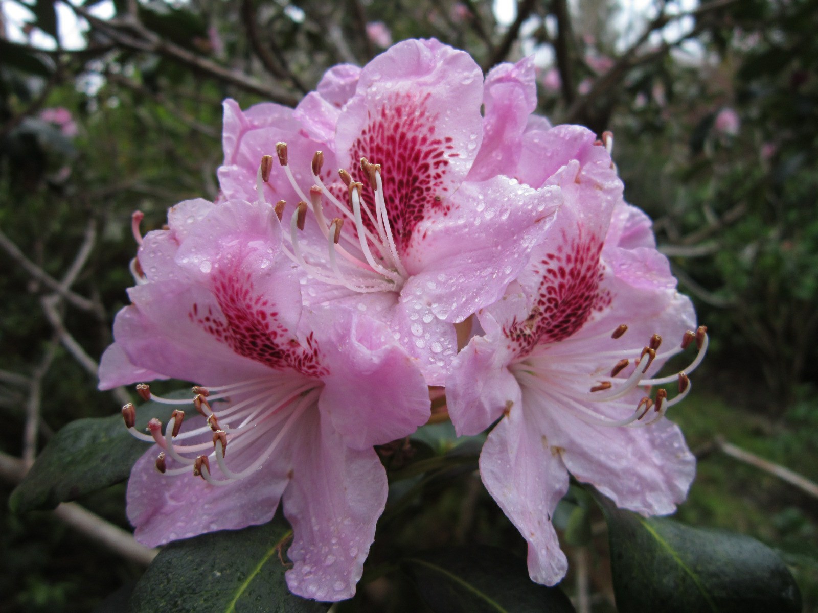 Rhododendron 'Salmonea'