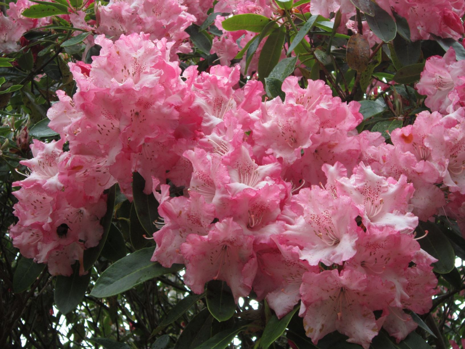 Rhododendron 'Dawn's Delight'