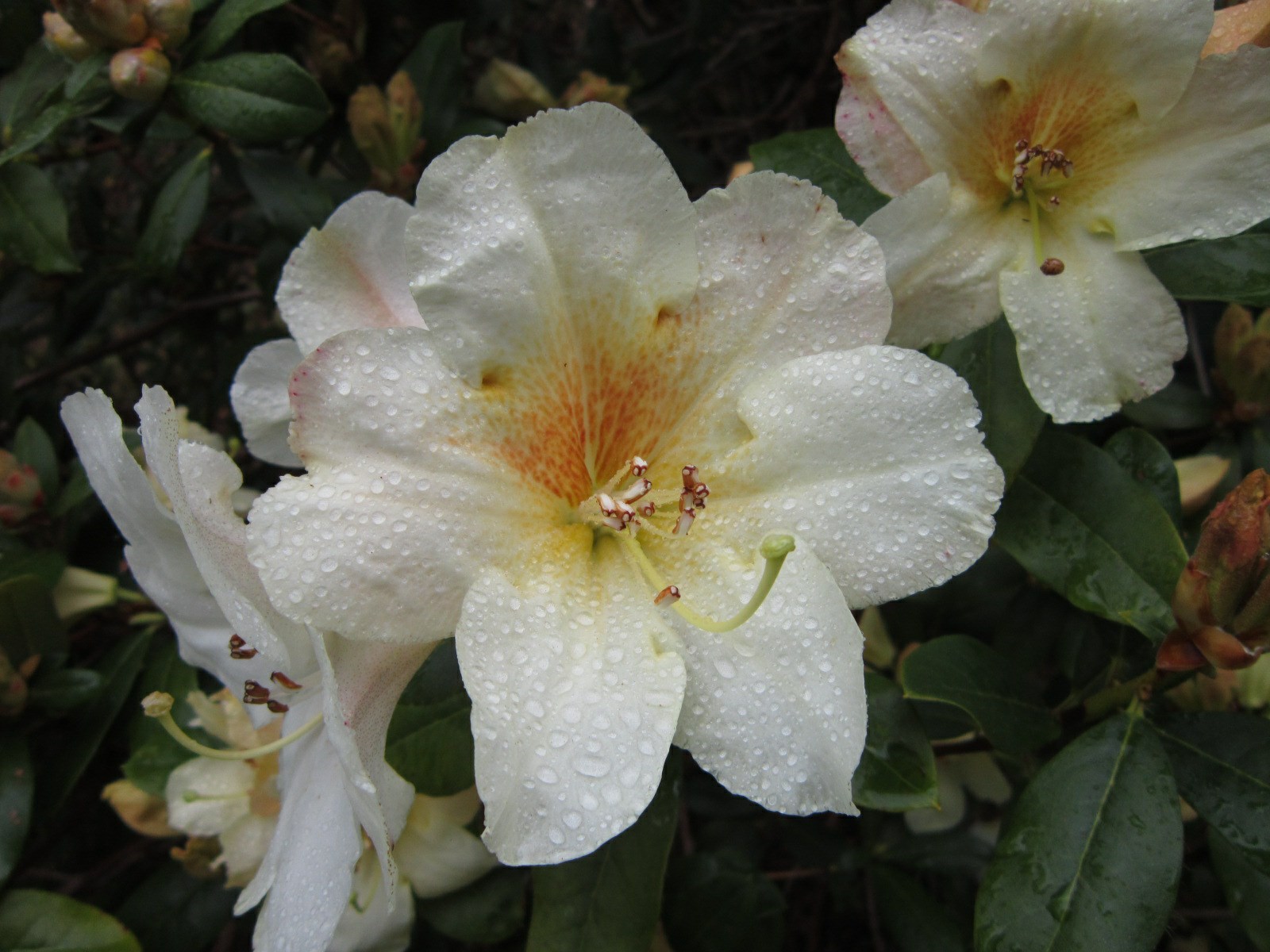 Rhododendron 'Ken Burns'