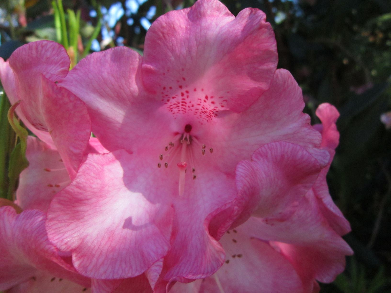 Rhododendron 'Viscountess Elveden'