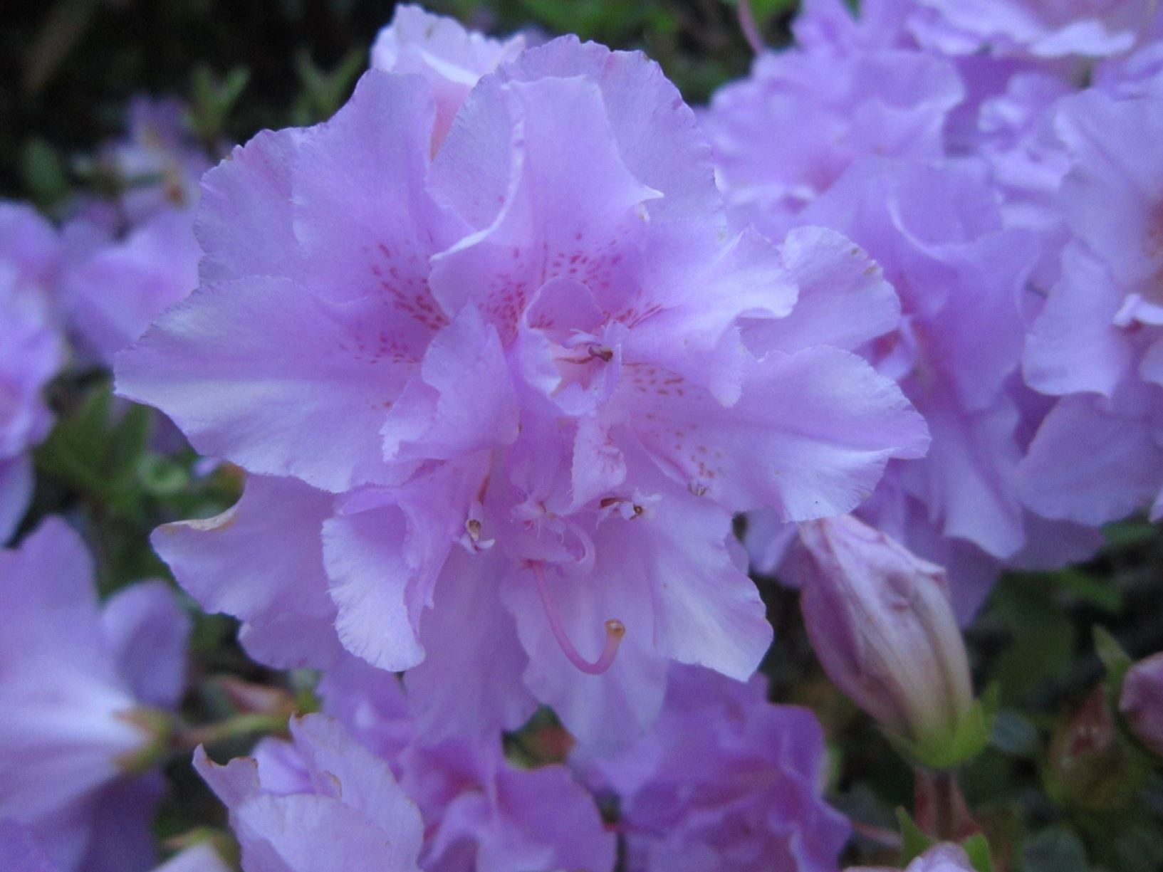 Rhododendron 'Elsie Lee' (Azalea)