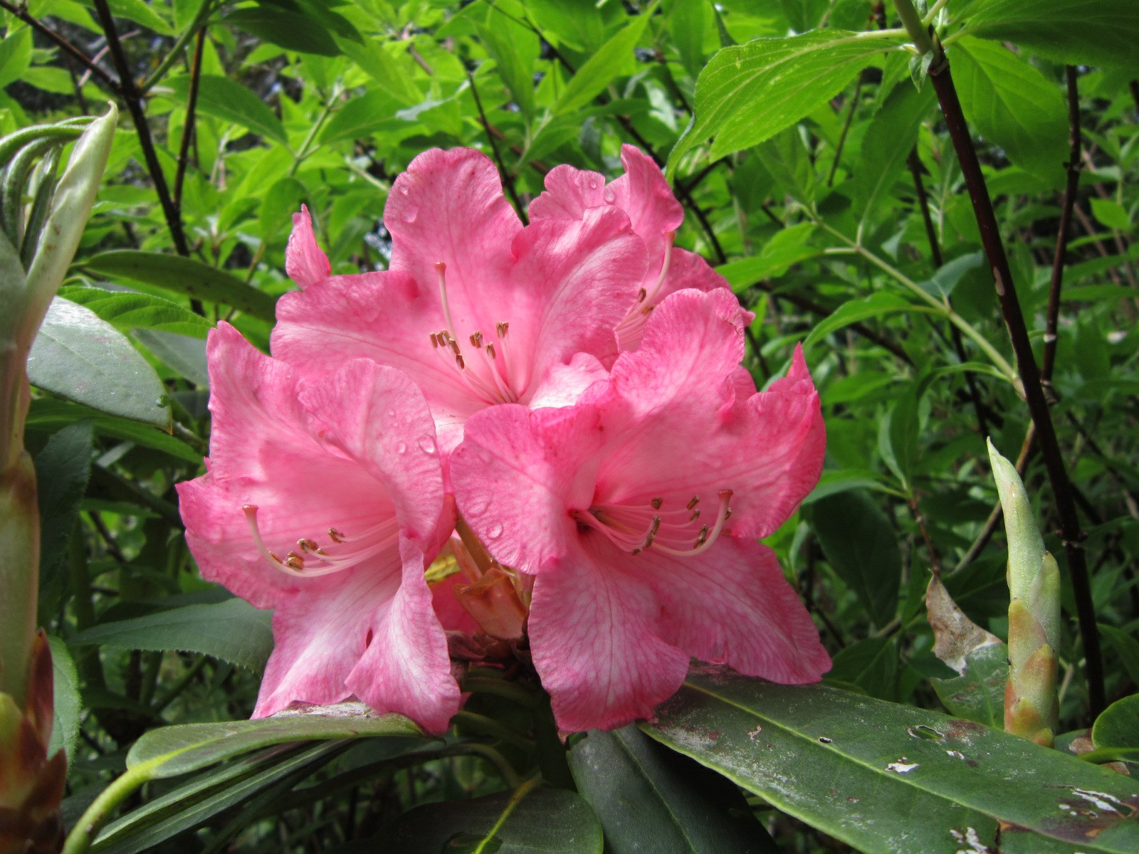 Rhododendron 'Mrs A. M. Williams'