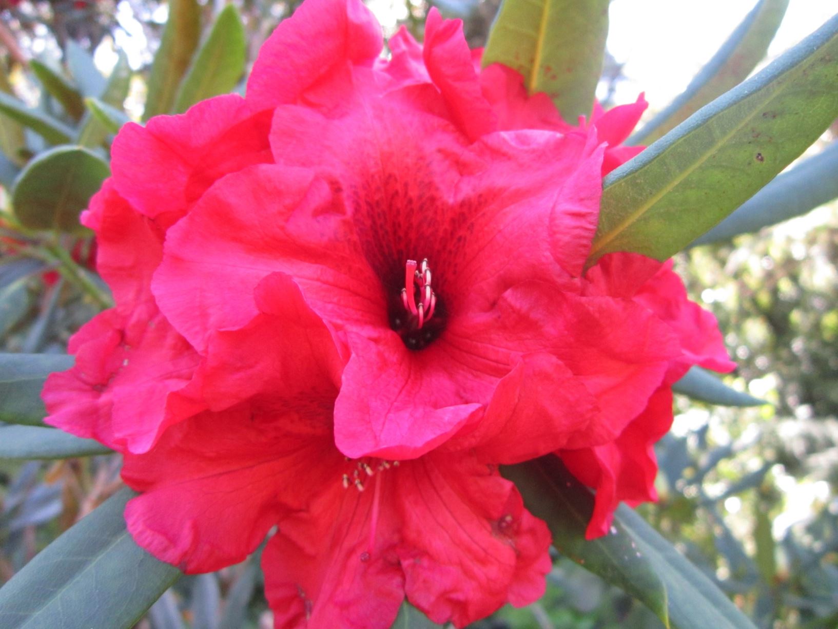 Rhododendron 'Edmund de Rothschild'