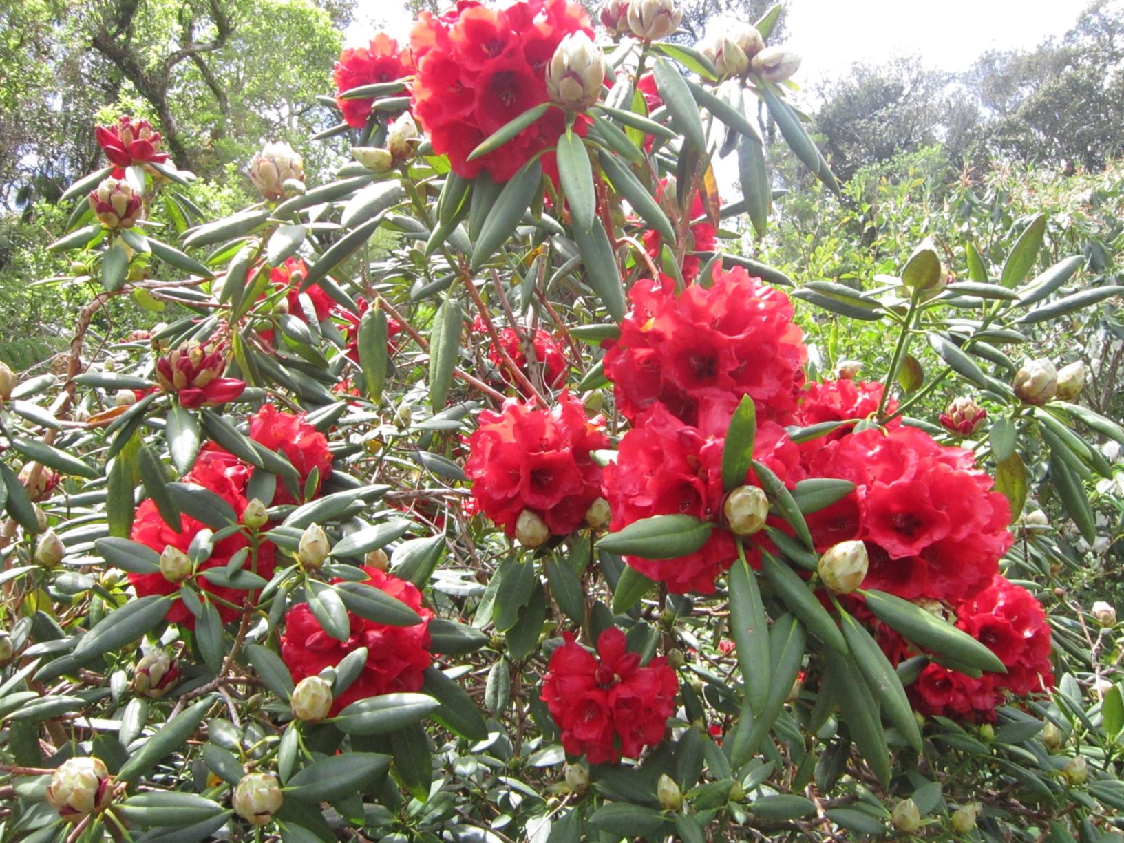 Rhododendron elliottii | Hollard Gardens