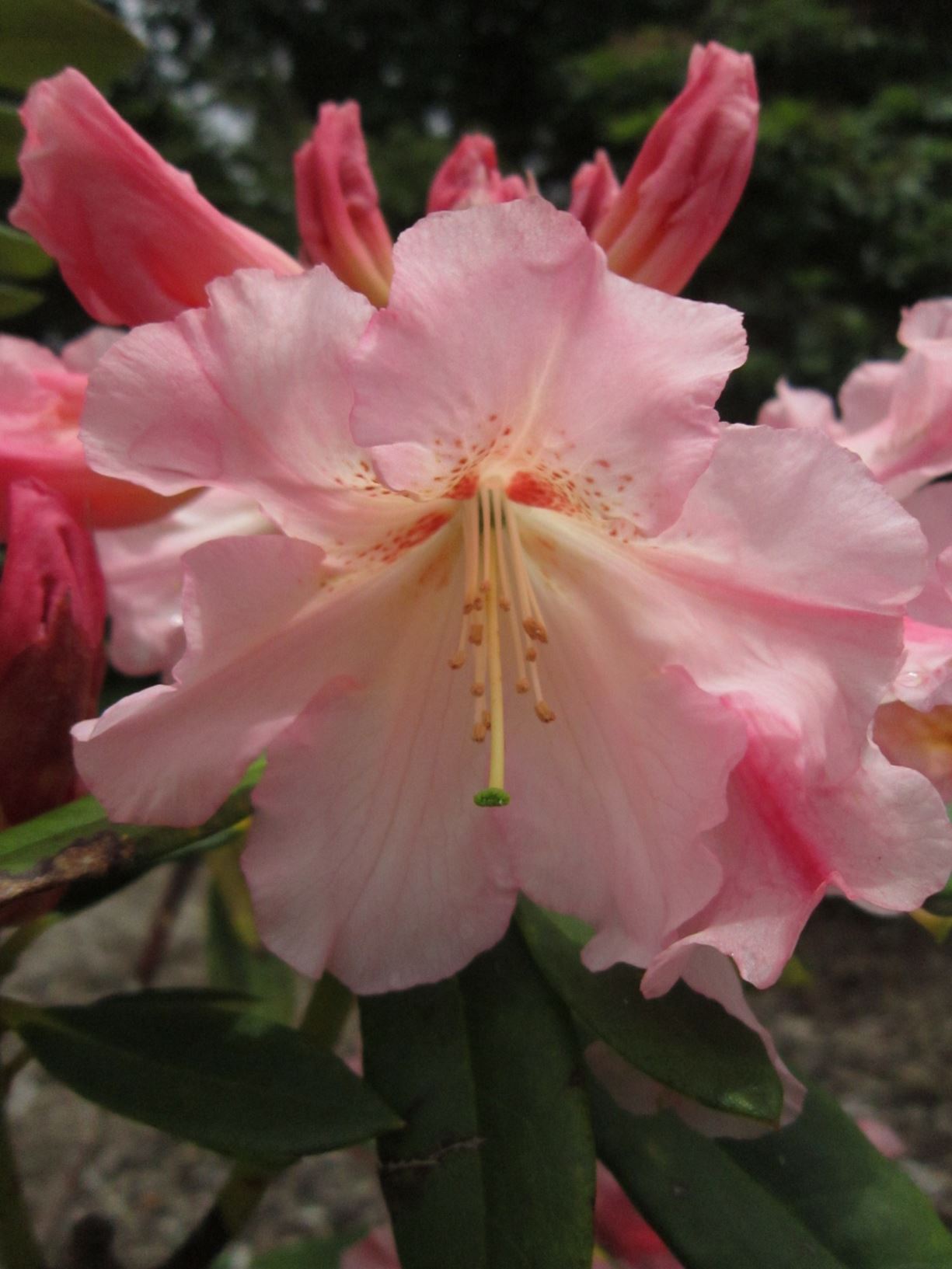 Rhododendron 'Mike Davis'