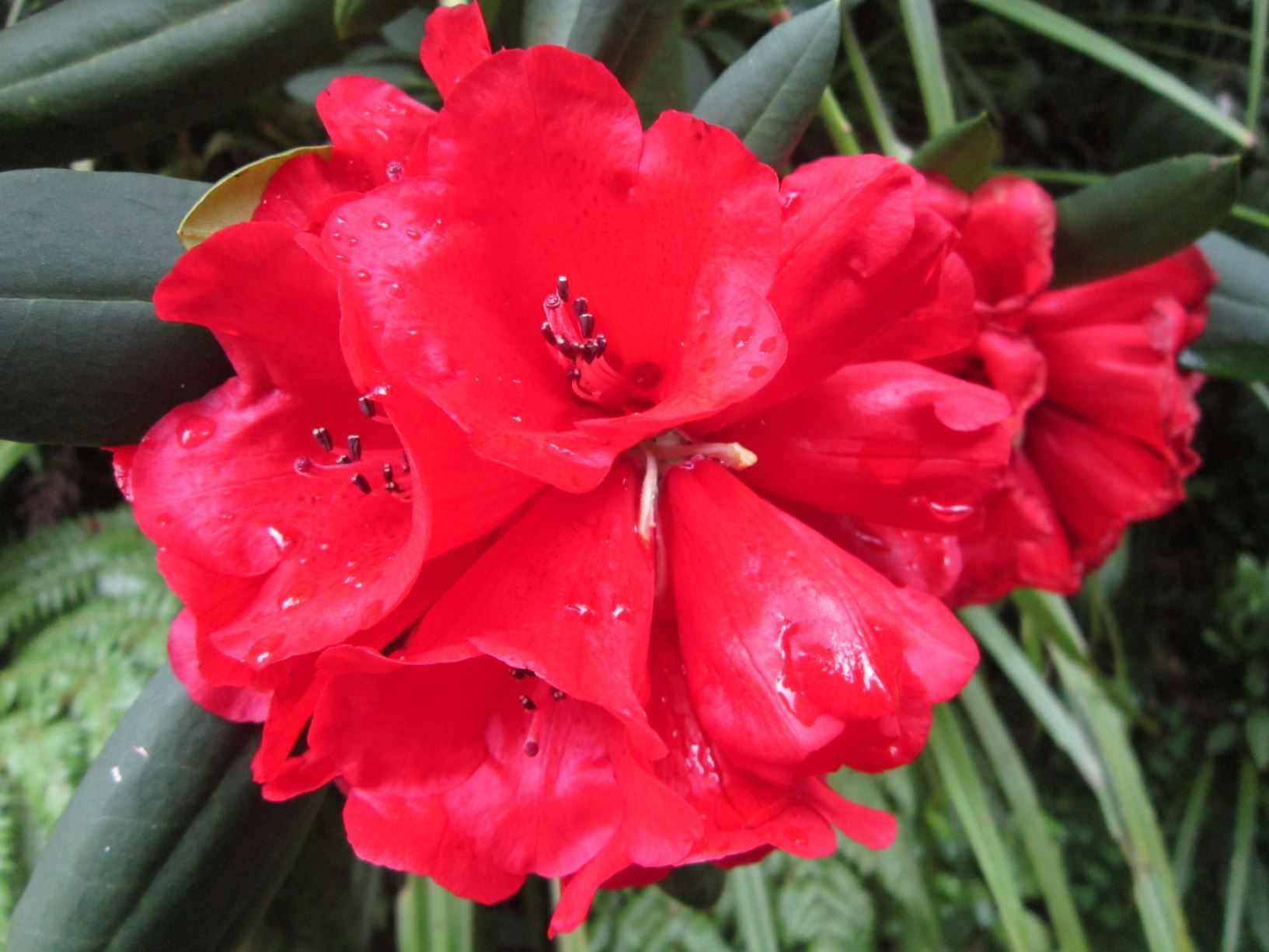 Rhododendron elliottii