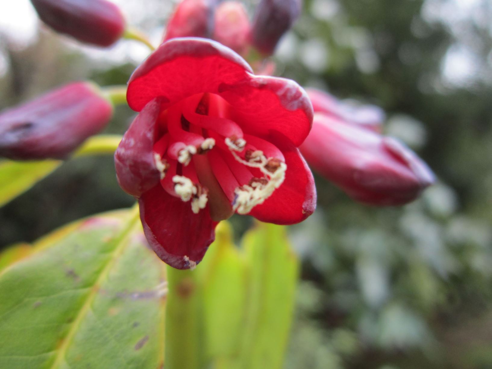 Rhododendron genestierianum