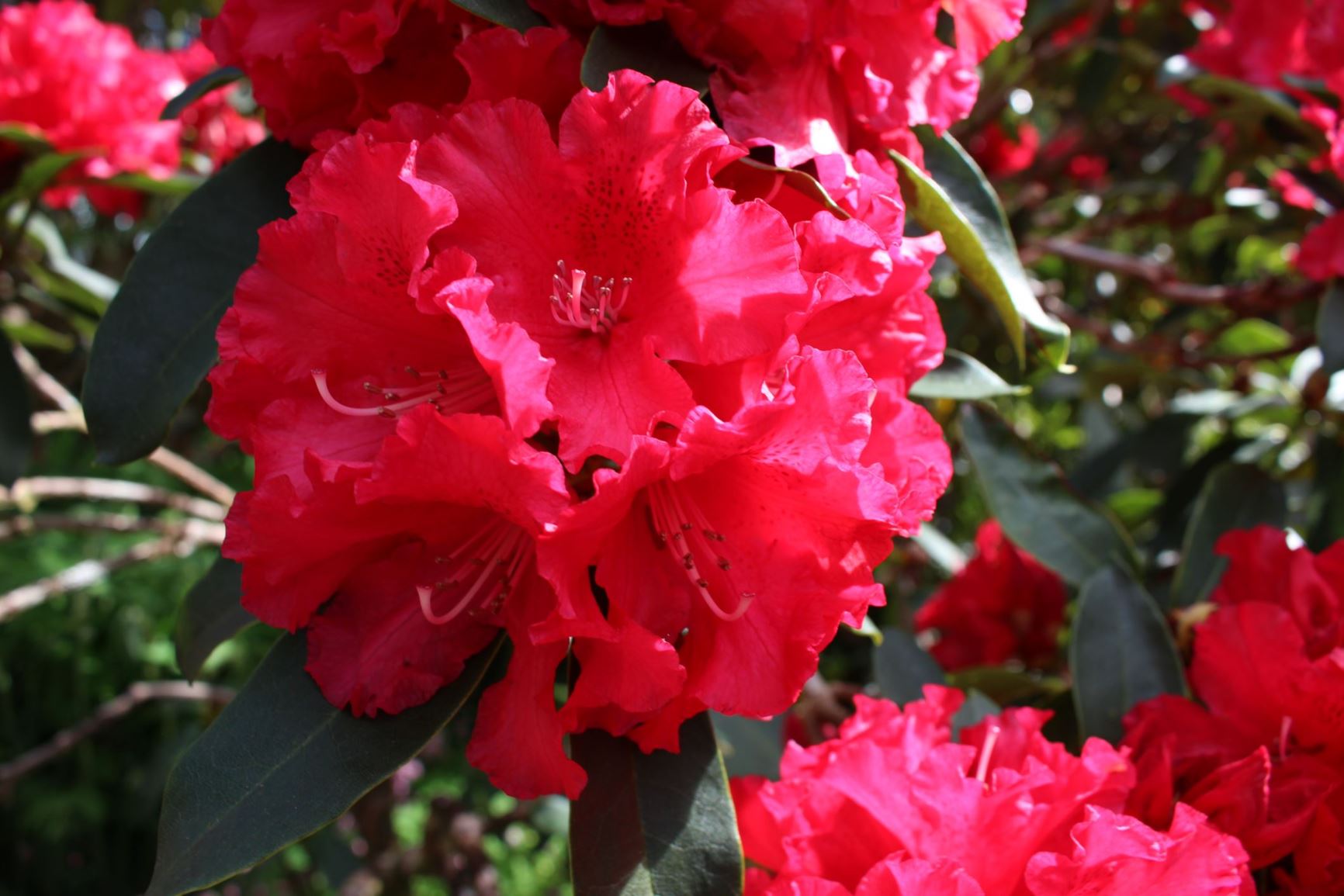 Rhododendron 'The Honourable Jean Marie de Montague'