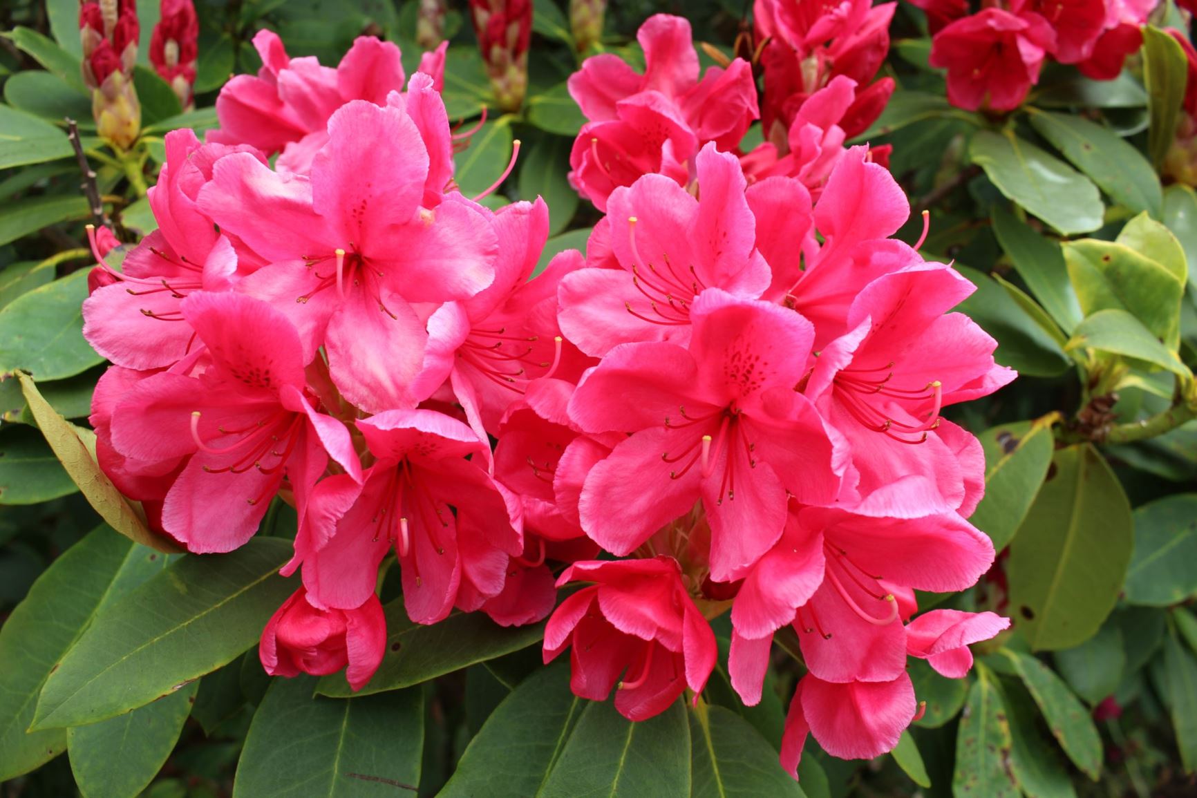 Rhododendron 'Peter Koster'