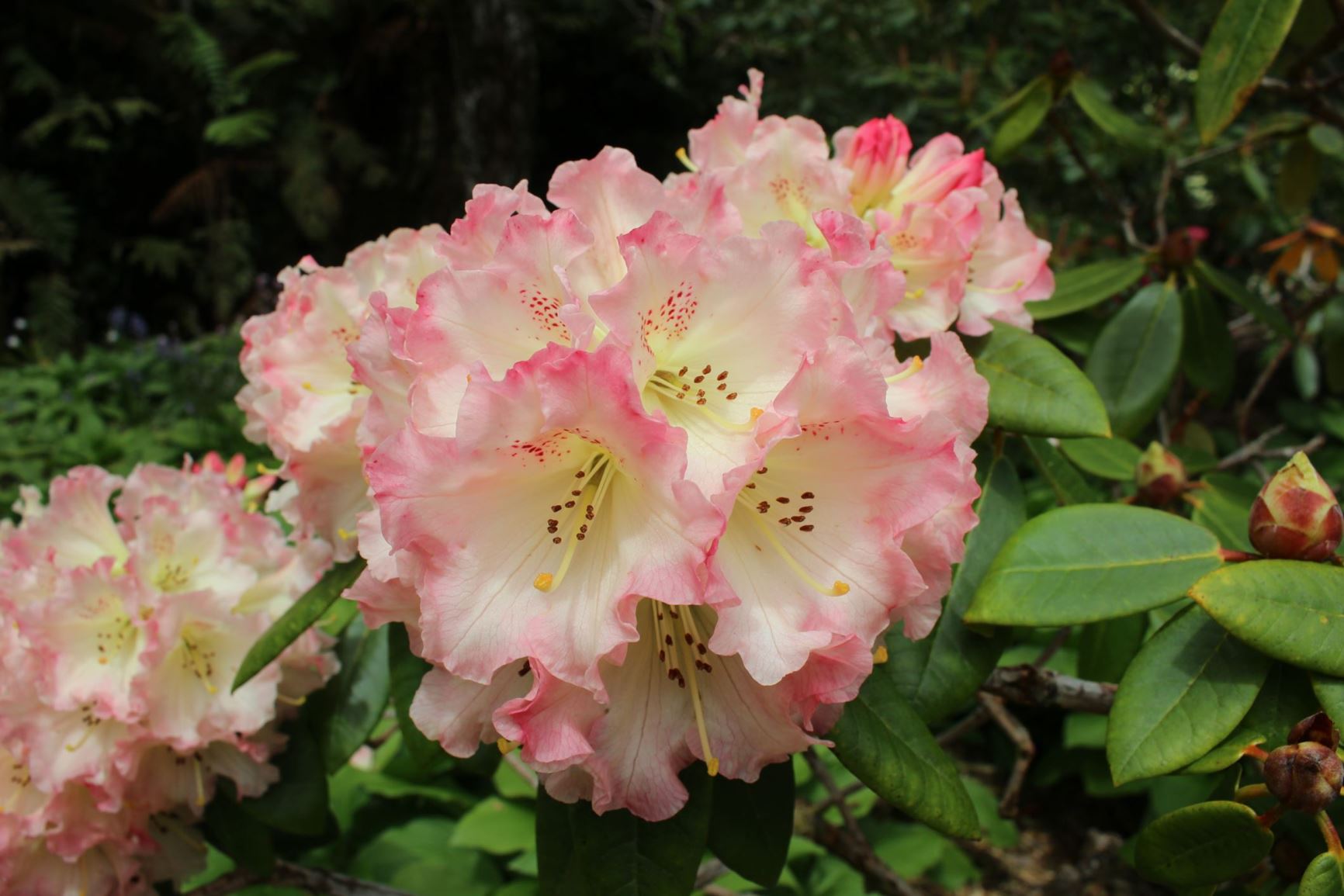 Rhododendron 'Petticoat Lane'