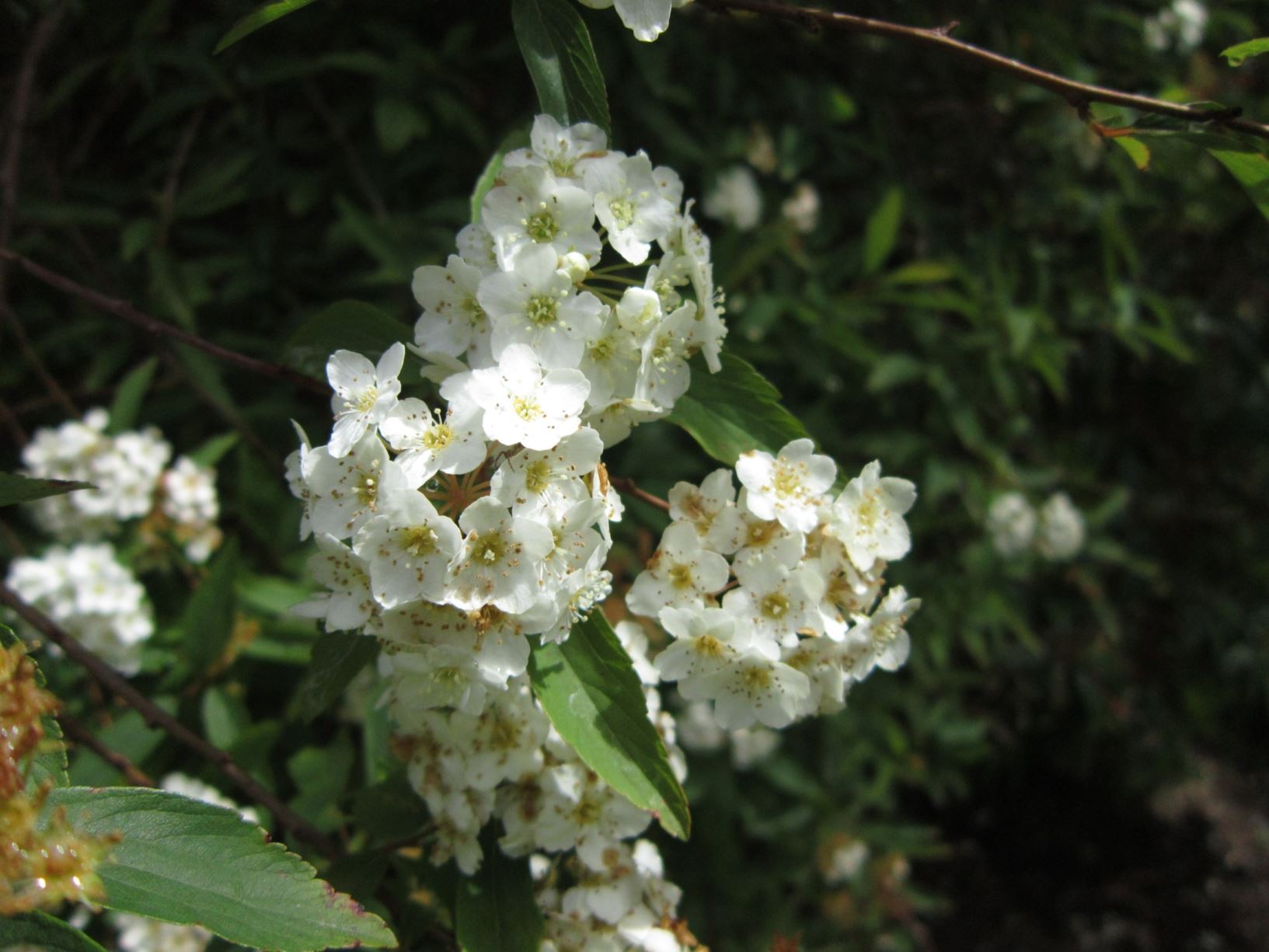 Spiraea cantoniensis - Reeves Spiraea, Double Bridal Wreath Spiraea