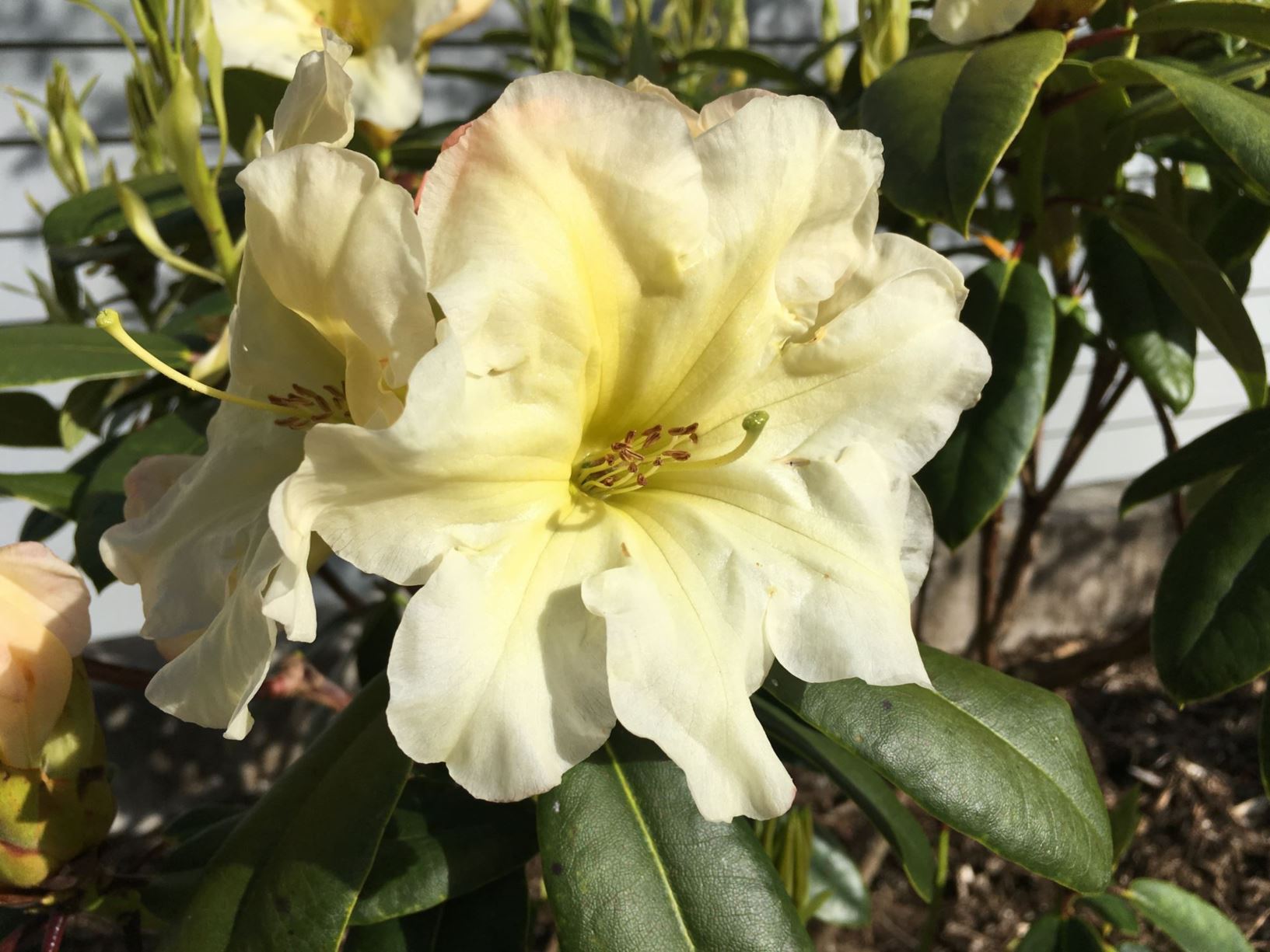 Rhododendron 'Karen Triplett'