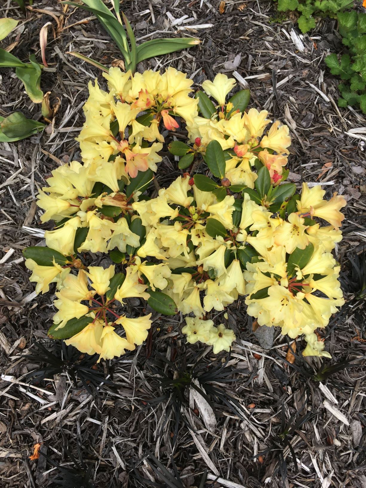 Rhododendron 'Nancy Evans'