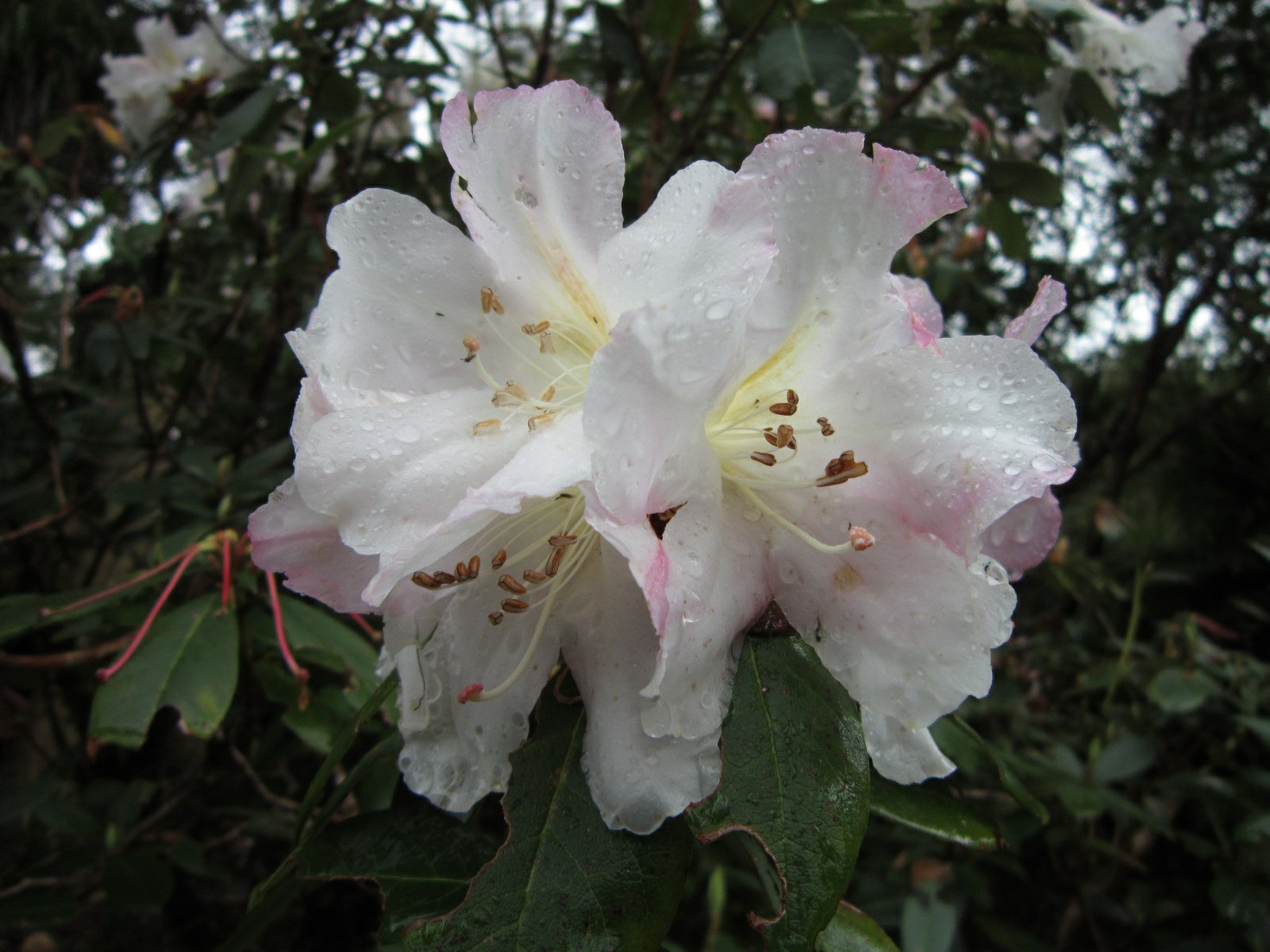 Rhododendron carneum