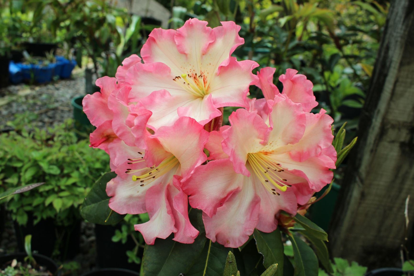 Rhododendron 'Naselle'