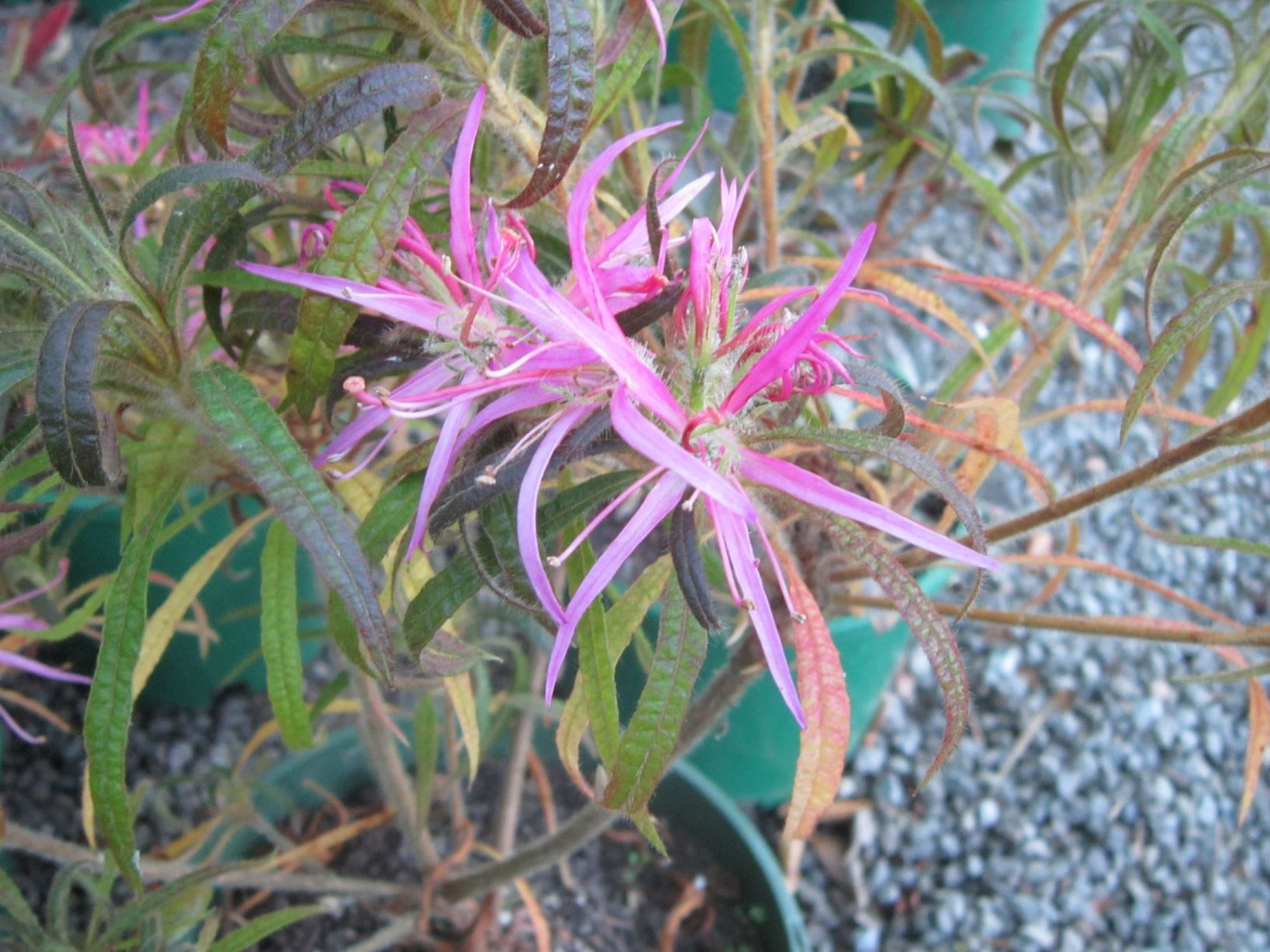 Rhododendron macrosepalum 'Linearifolium'