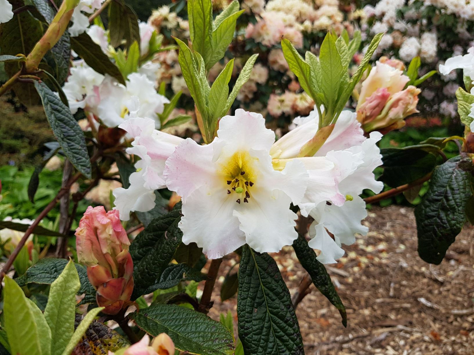 Rhododendron 'Floral Dance'