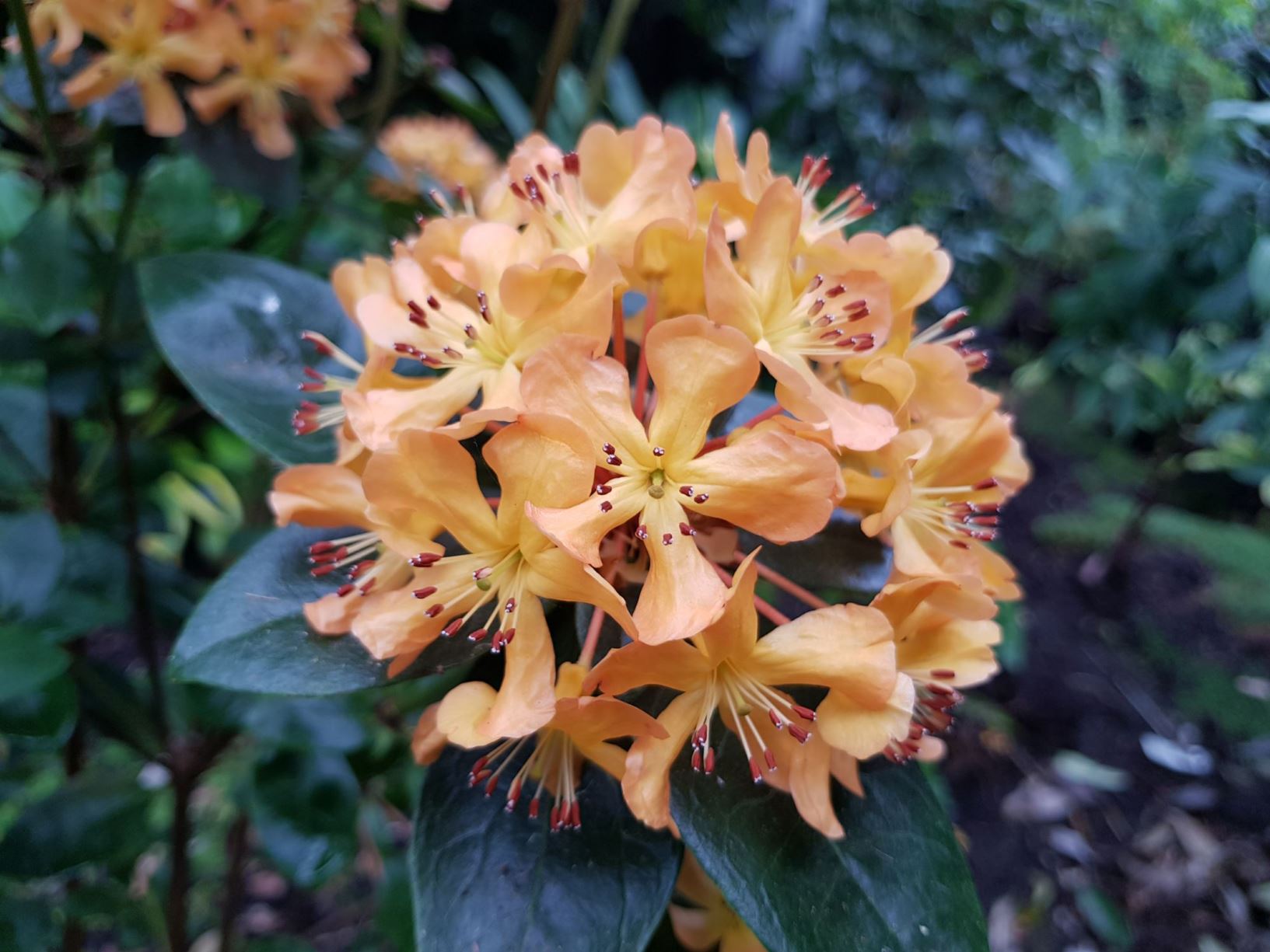 Rhododendron macgregoriae var. macgregoriae [orange form] (Vireya)