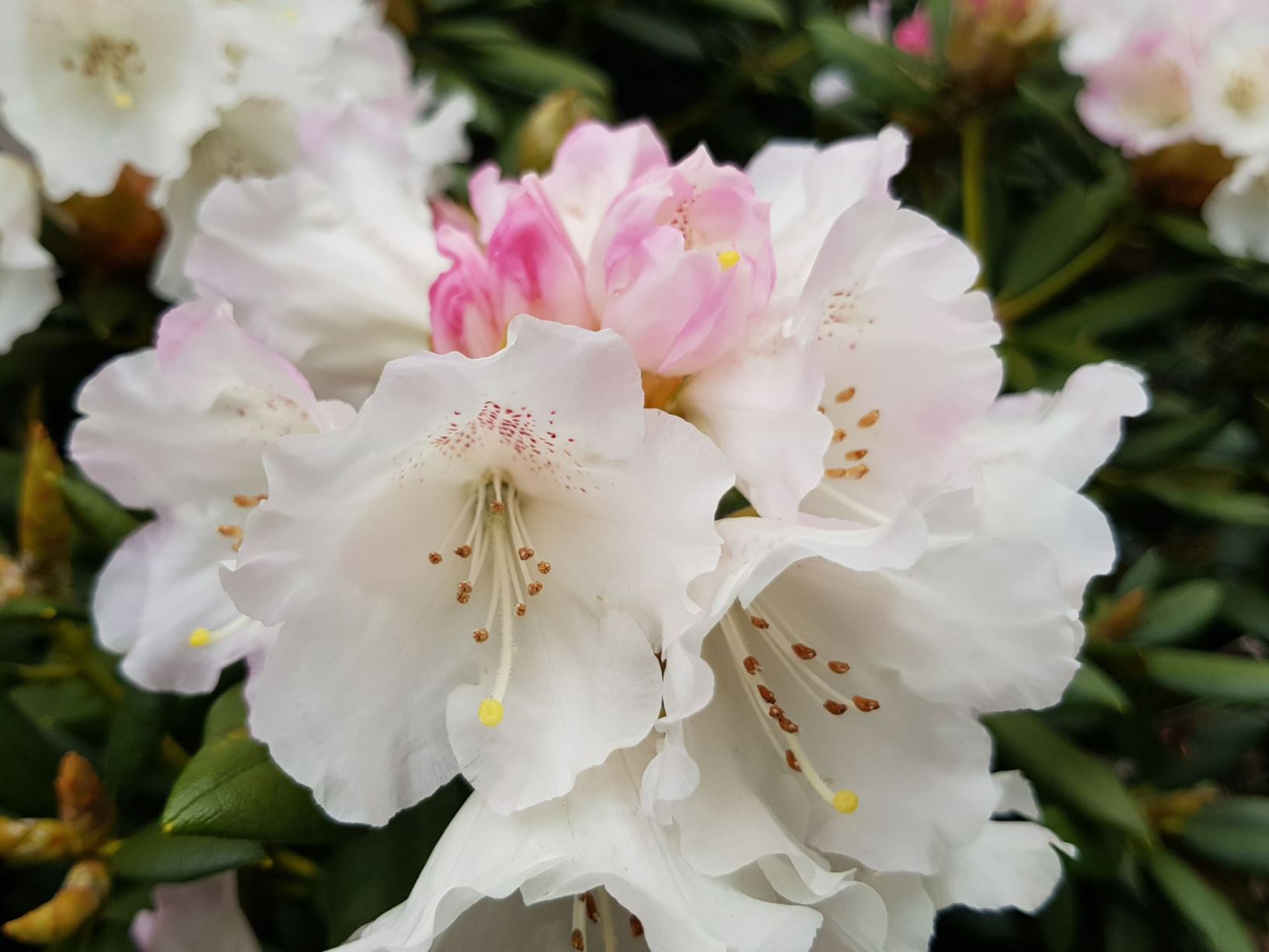 Rhododendron 'Coconut Ice'
