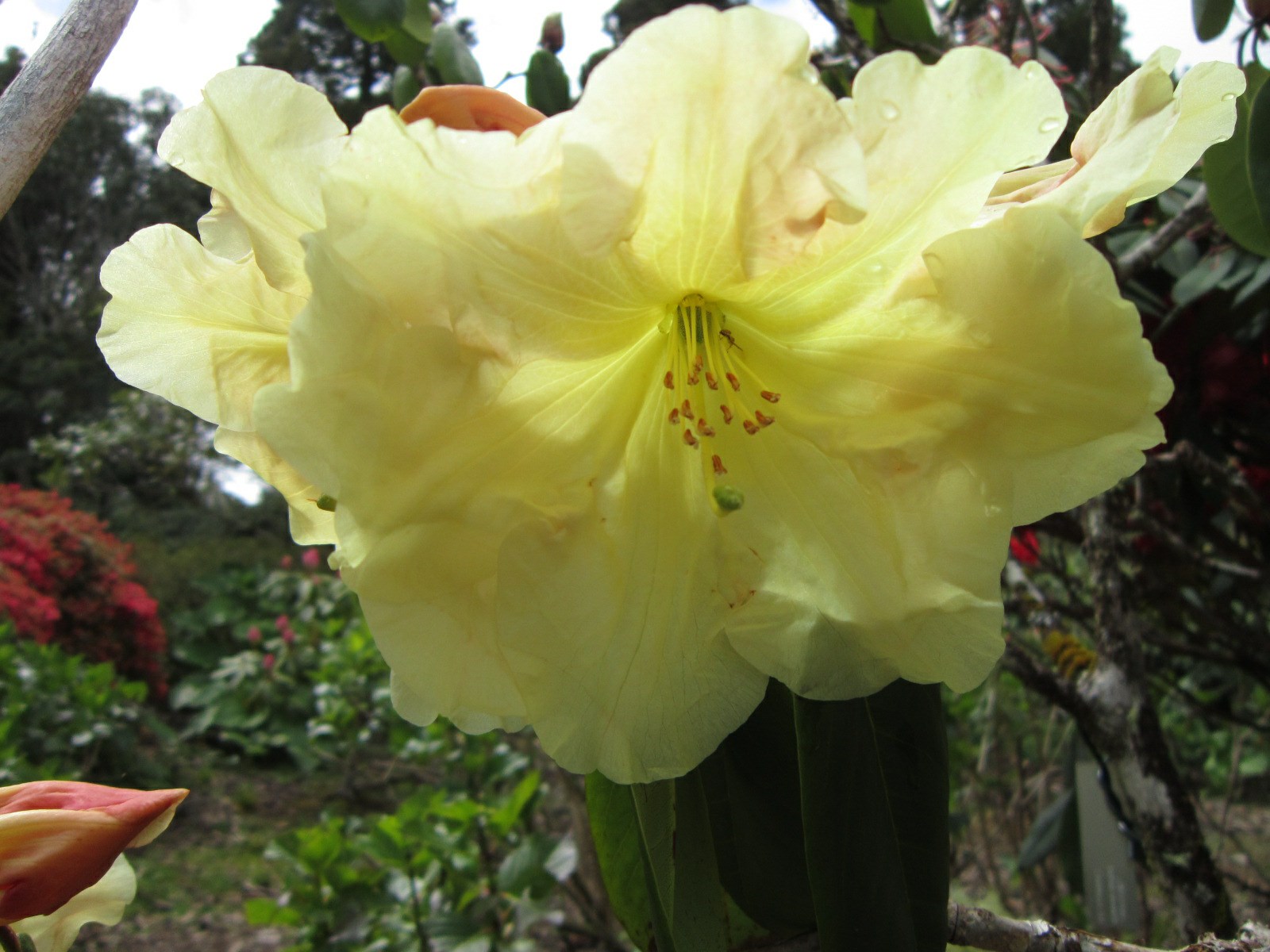 Rhododendron 'Sunspray'
