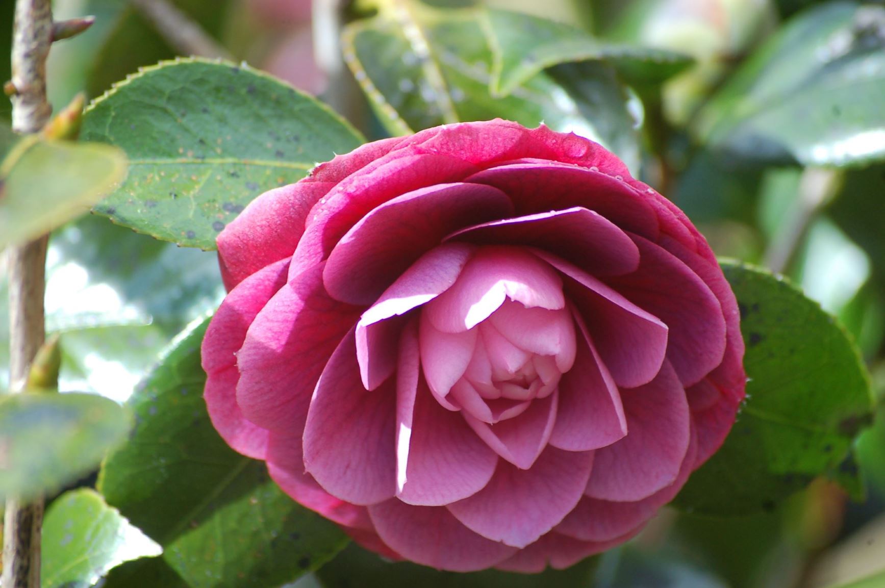Camellia 'Sir Victor Davies'