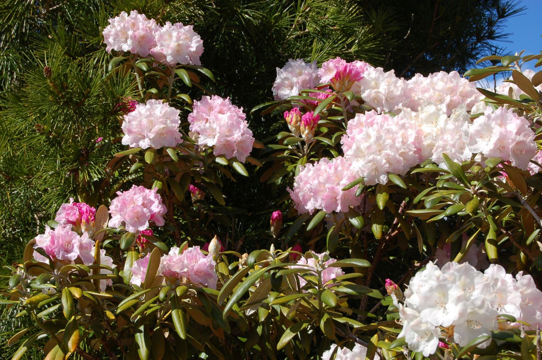 Rhododendron degronianum subsp. yakushimanum [College Form]
