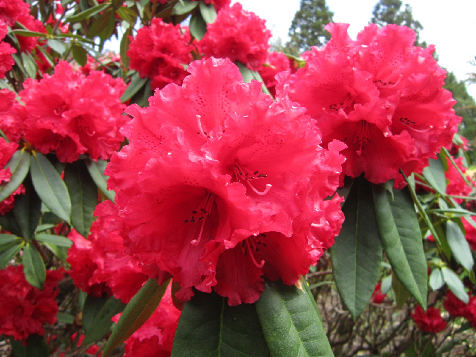 Rhododendron 'Grace Seabrook'