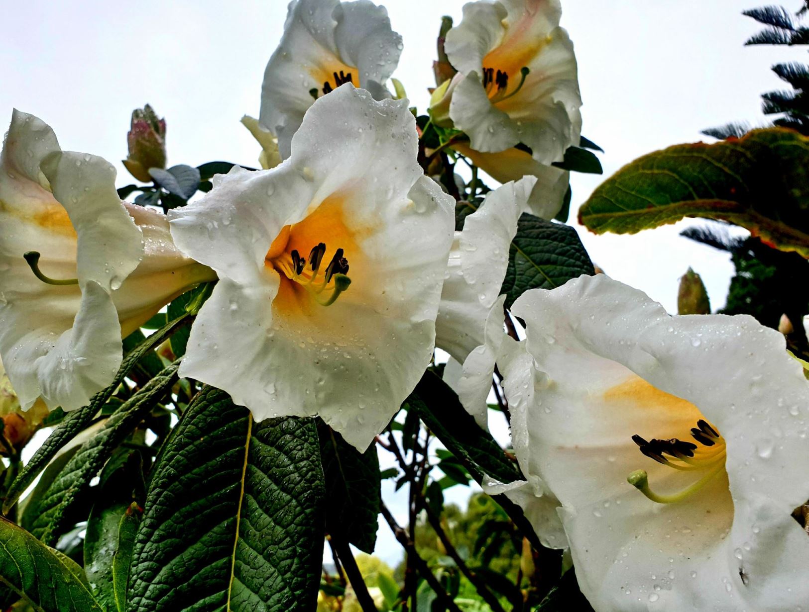 Rhododendron 'Mi Amor'