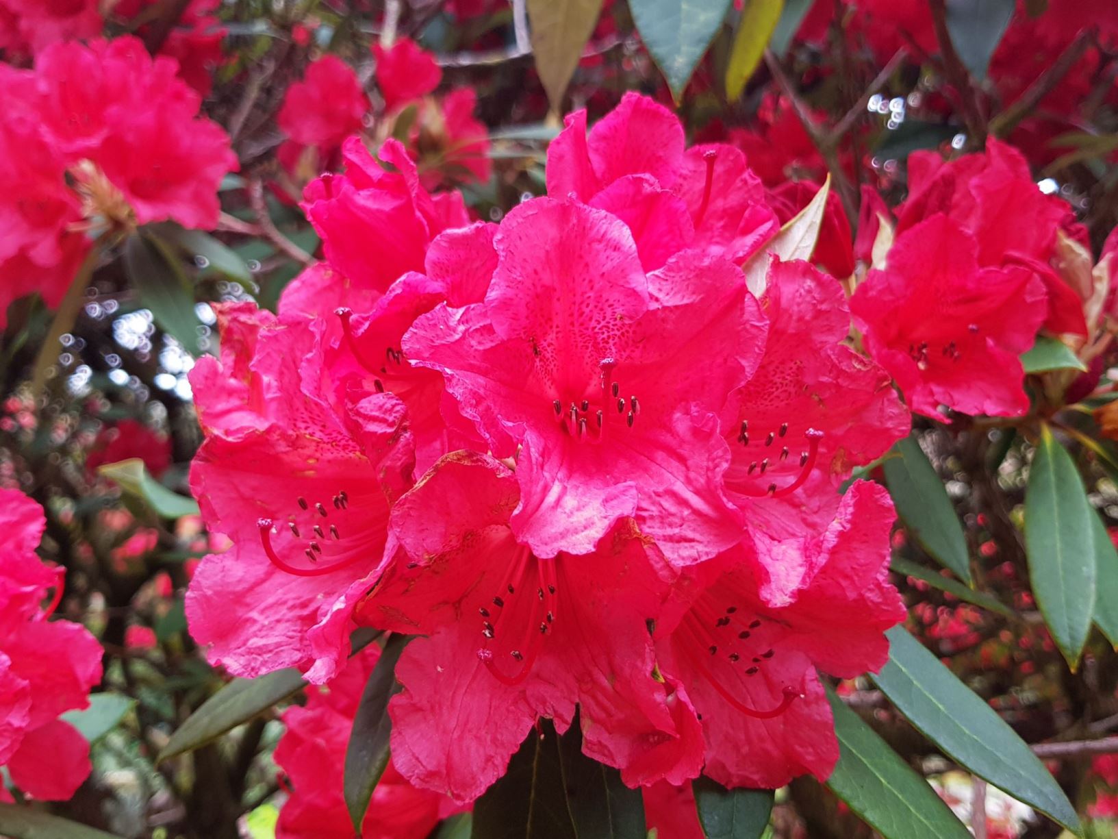 Rhododendron 'Homestead'