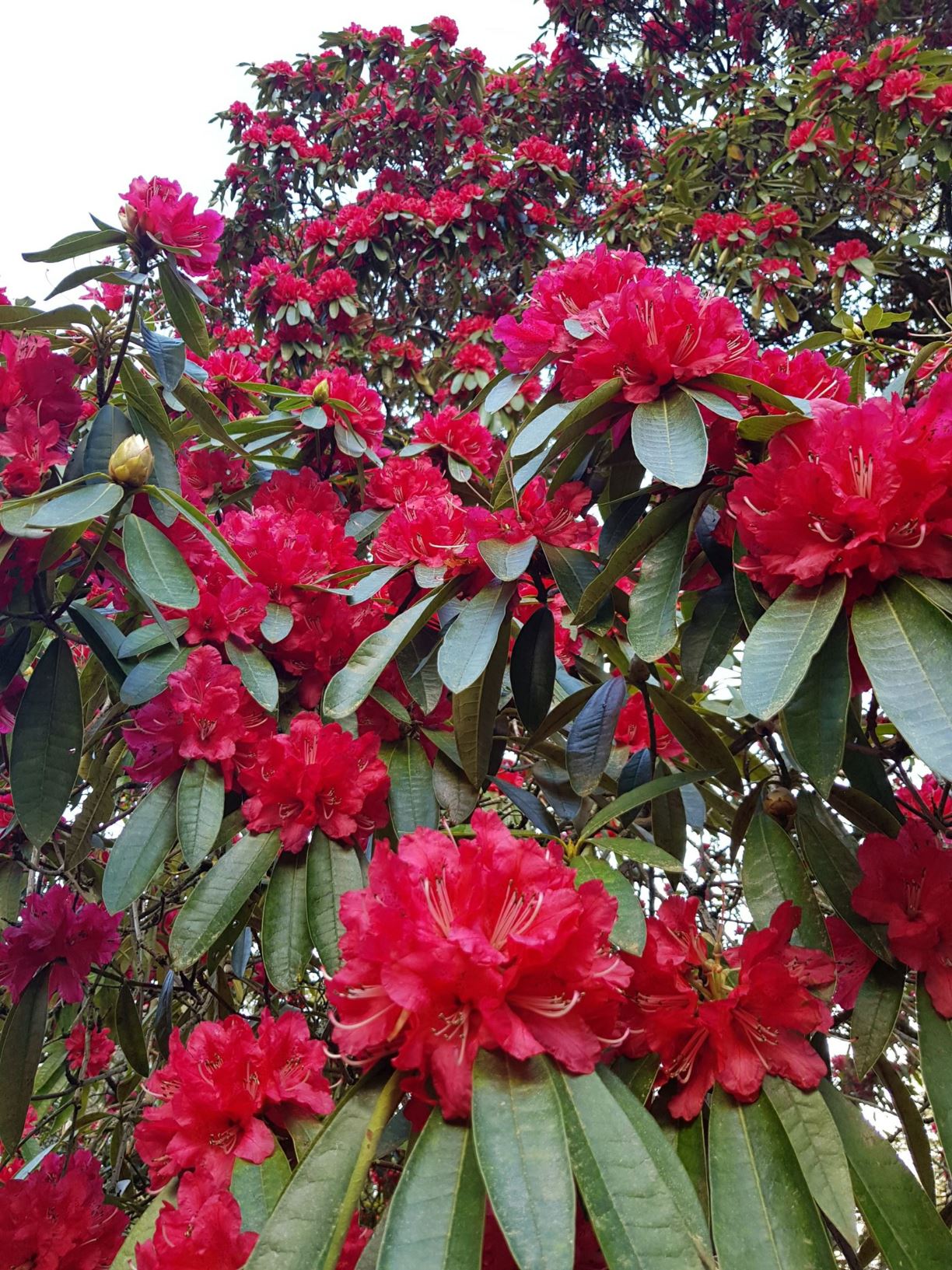 Rhododendron 'Ivery's Scarlet'