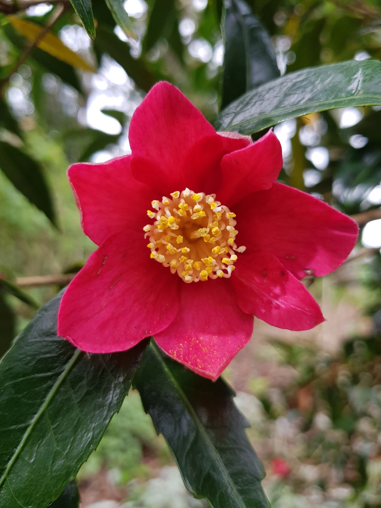 Camellia japonica 'Nokogiriba-tsubaki'