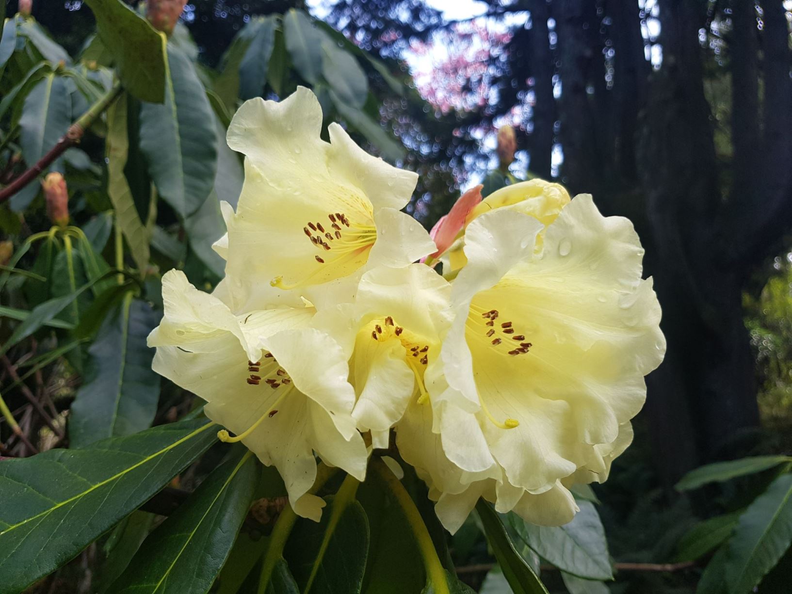 Rhododendron 'Golden Dawn'