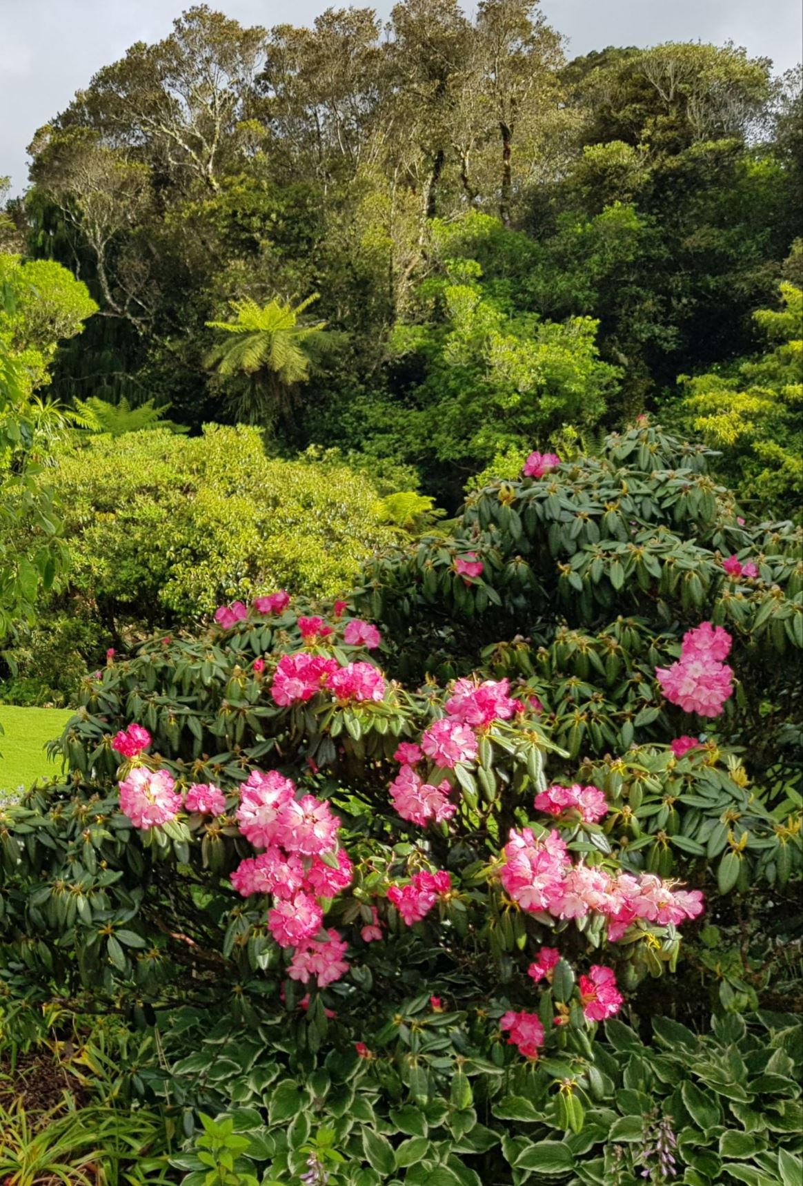 Rhododendron 'Fantastica'