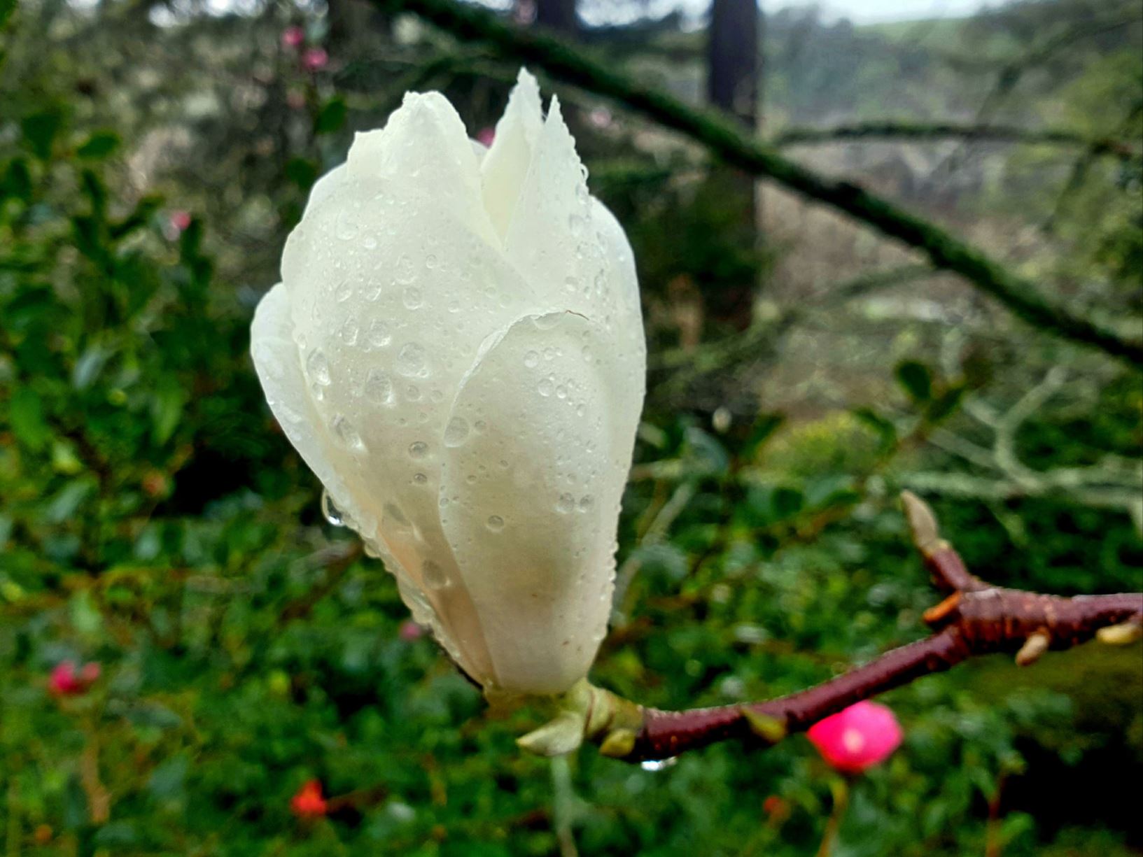 Magnolia denudata - lily tree, yulan